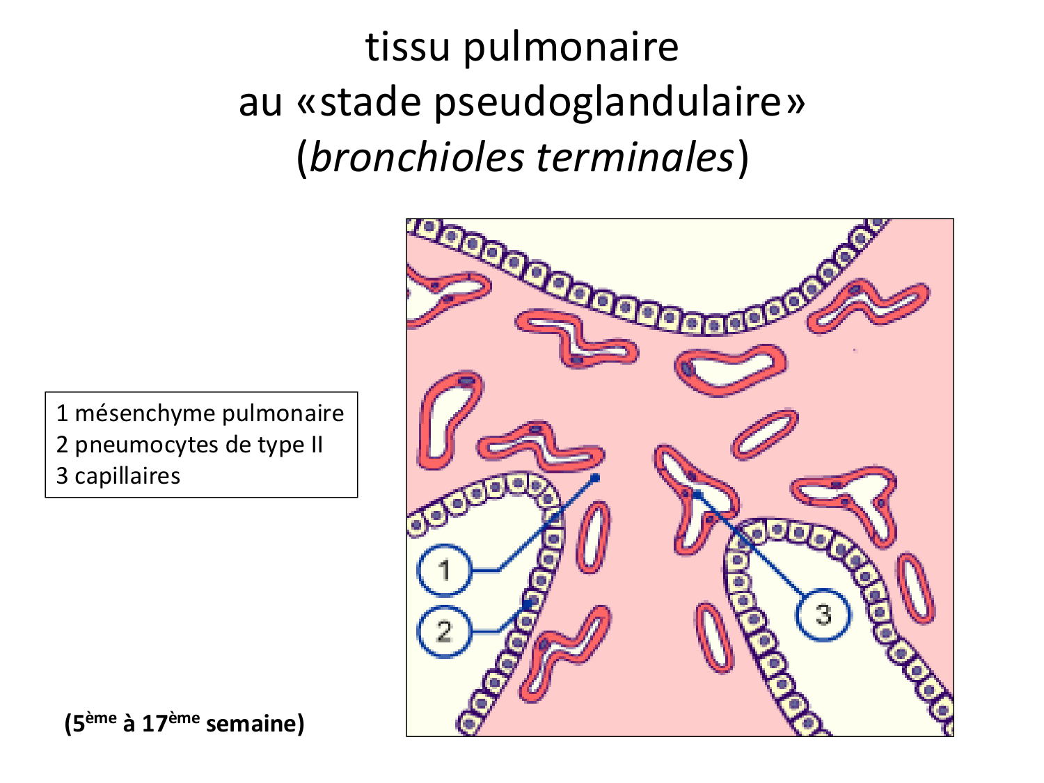 FACE, Arcs branchiaux, Diaphragme Système respiratoire 2026 page 11