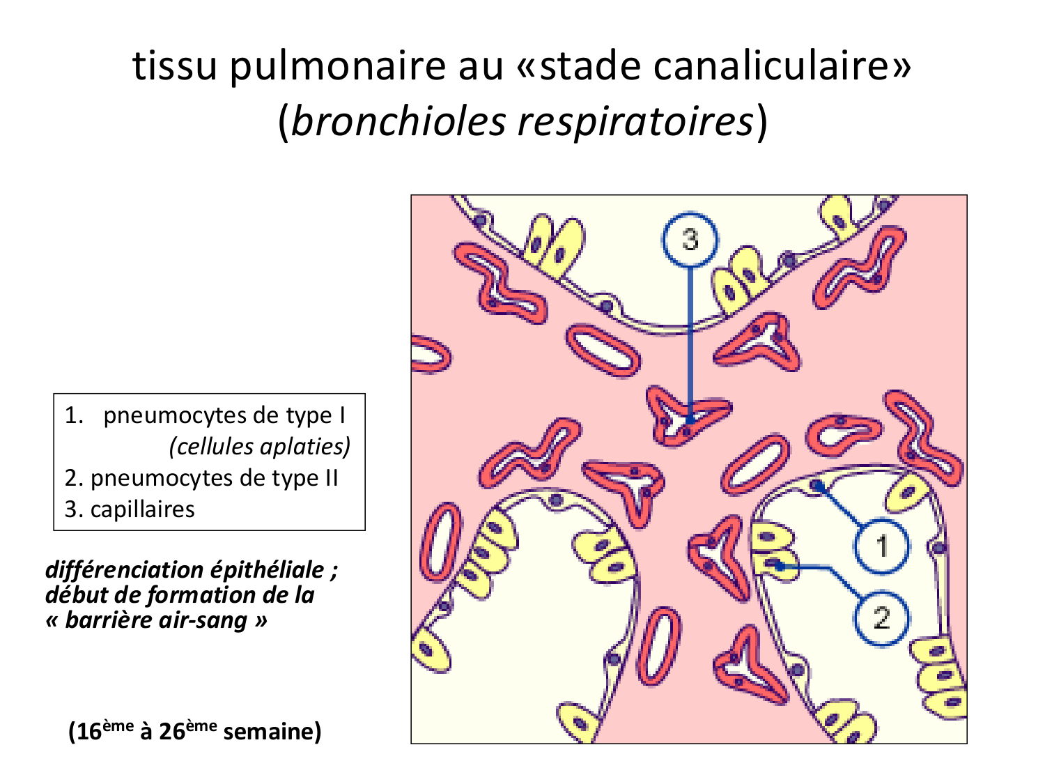 FACE, Arcs branchiaux, Diaphragme Système respiratoire 2026 page 12