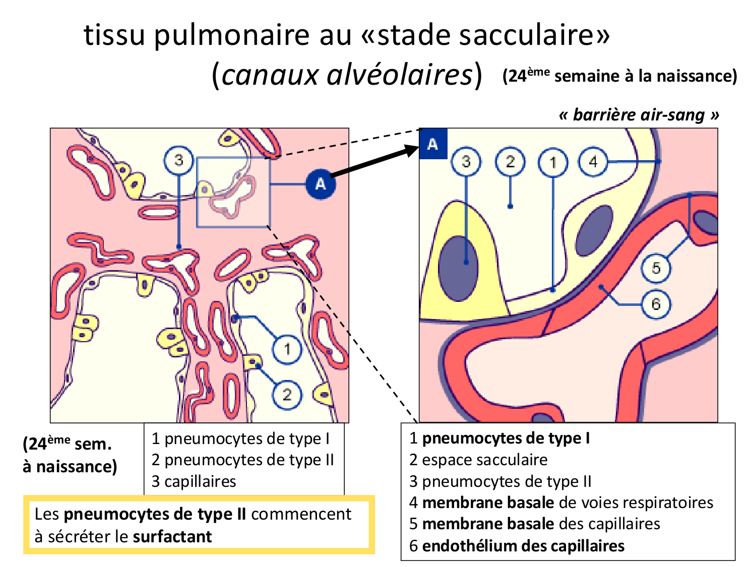 FACE, Arcs branchiaux, Diaphragme Système respiratoire 2026 page 13
