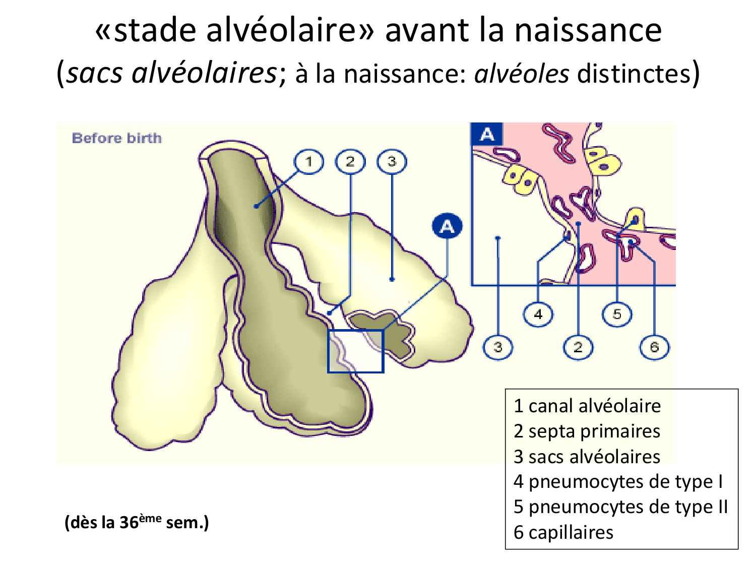 FACE, Arcs branchiaux, Diaphragme Système respiratoire 2026 page 16