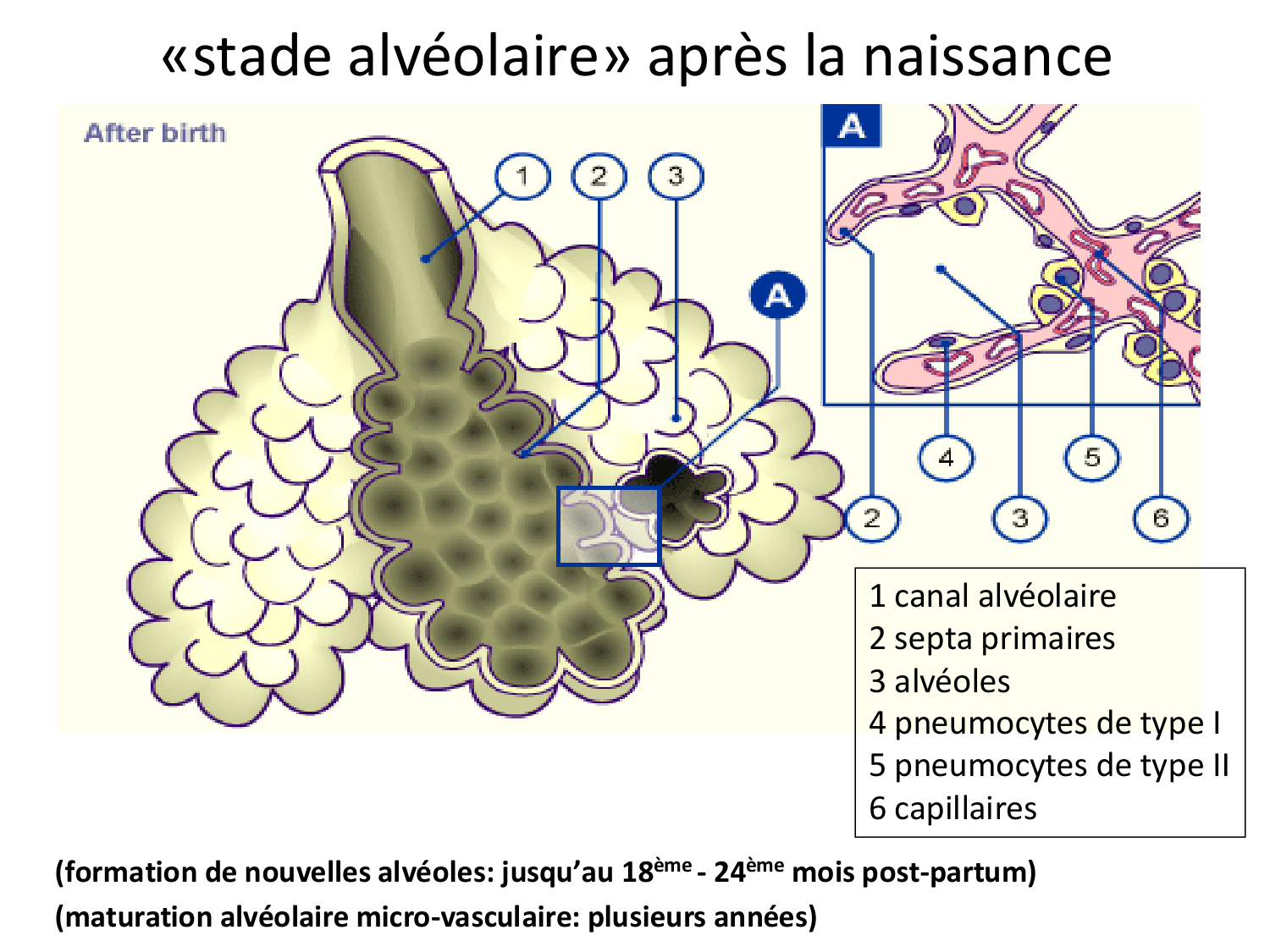 FACE, Arcs branchiaux, Diaphragme Système respiratoire 2026 page 17