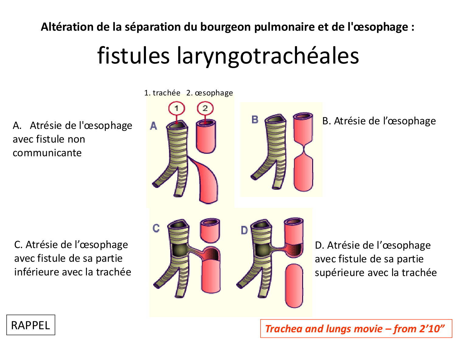 FACE, Arcs branchiaux, Diaphragme Système respiratoire 2026 page 18