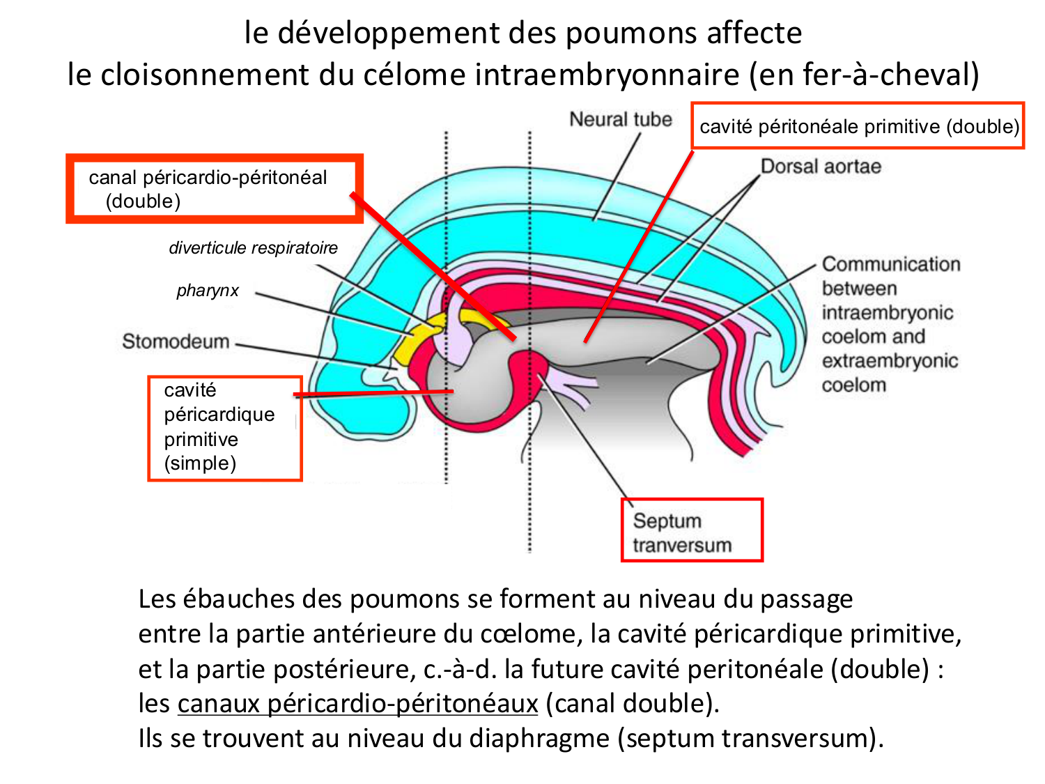 FACE, Arcs branchiaux, Diaphragme Système respiratoire 2026 page 19