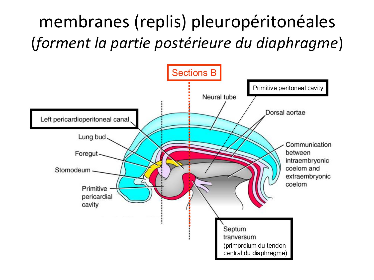 FACE, Arcs branchiaux, Diaphragme Système respiratoire 2026 page 25