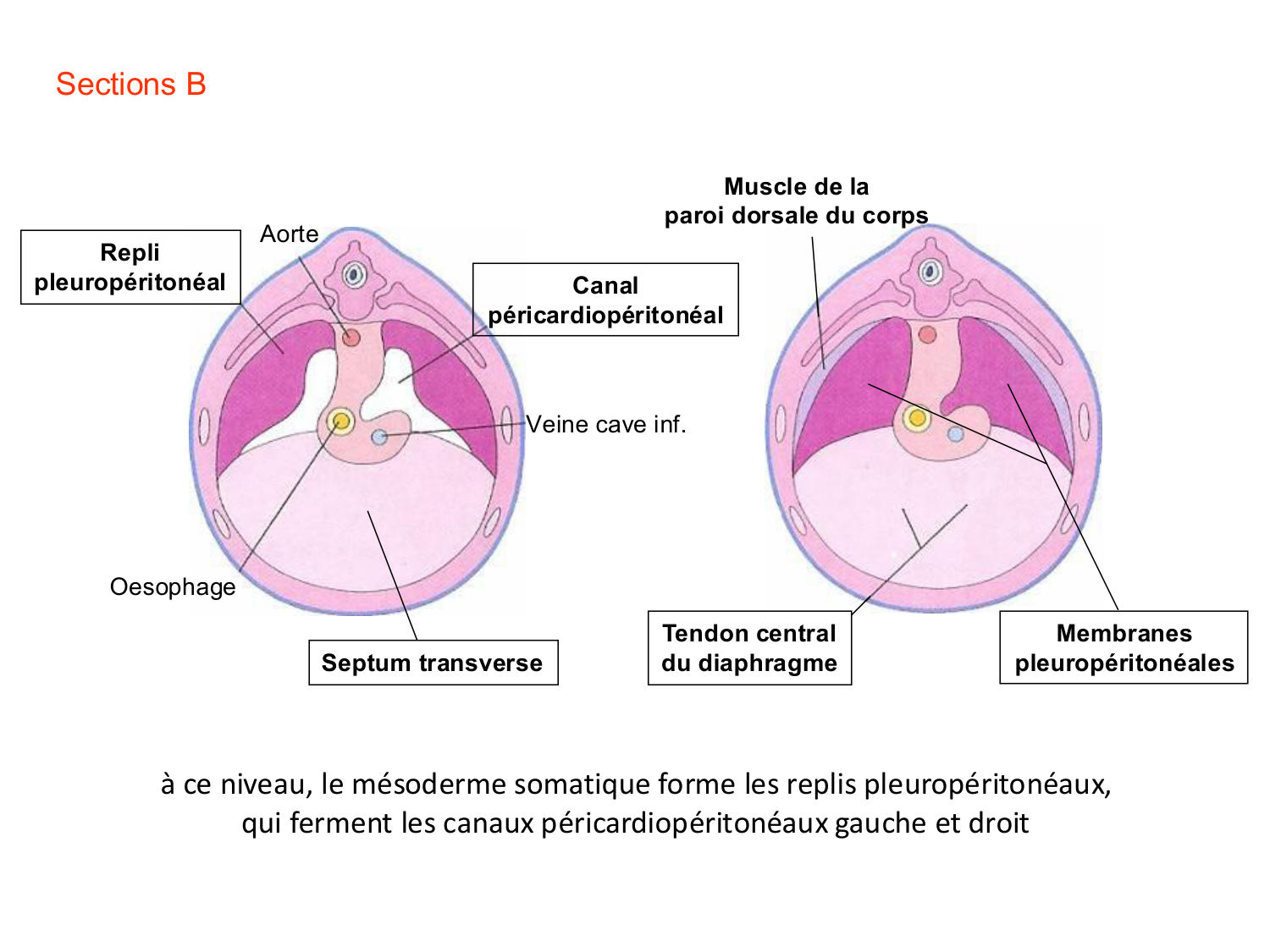 FACE, Arcs branchiaux, Diaphragme Système respiratoire 2026 page 26