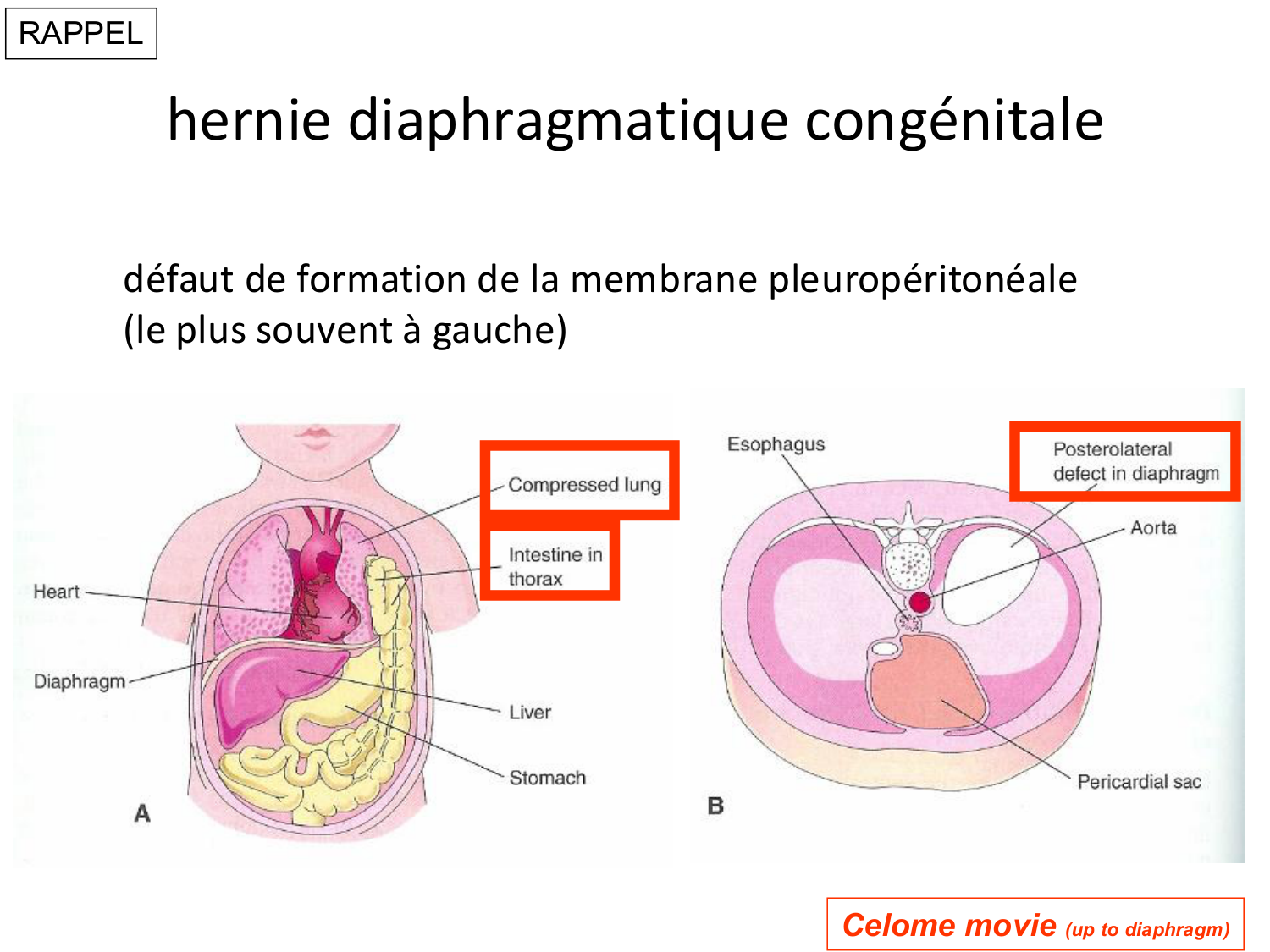 FACE, Arcs branchiaux, Diaphragme Système respiratoire 2026 page 27