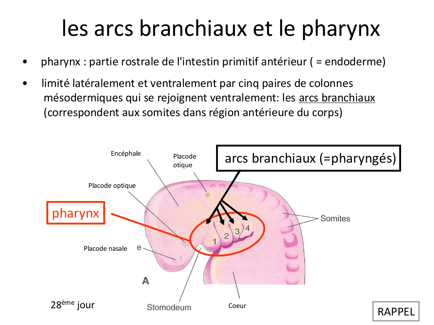 FACE, Arcs branchiaux, Diaphragme Système respiratoire 2026 page 29