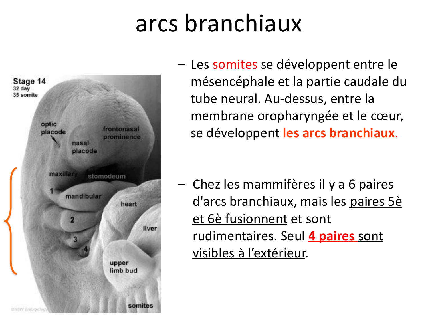 FACE, Arcs branchiaux, Diaphragme Système respiratoire 2026 page 30