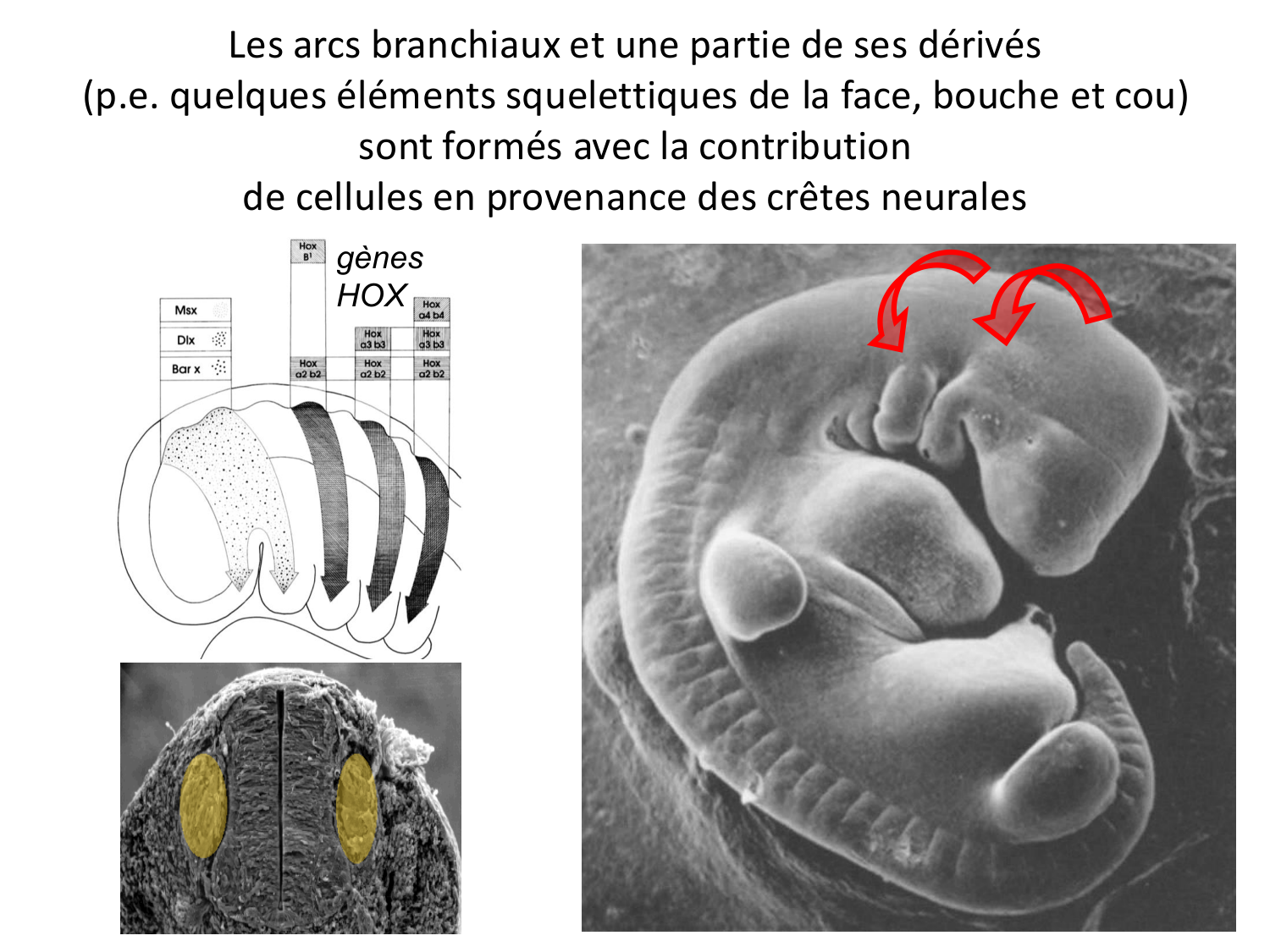 FACE, Arcs branchiaux, Diaphragme Système respiratoire 2026 page 31