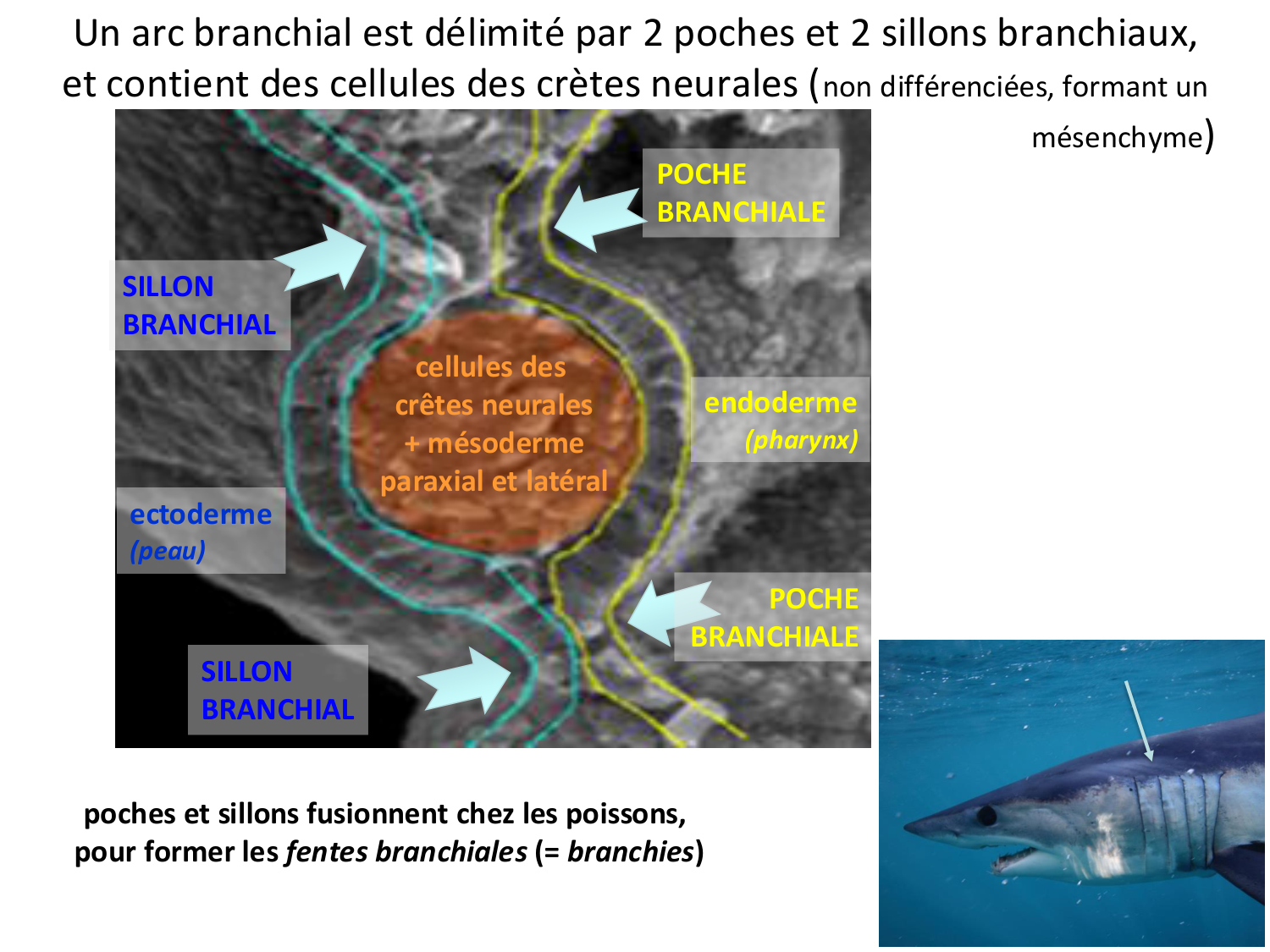 FACE, Arcs branchiaux, Diaphragme Système respiratoire 2026 page 32