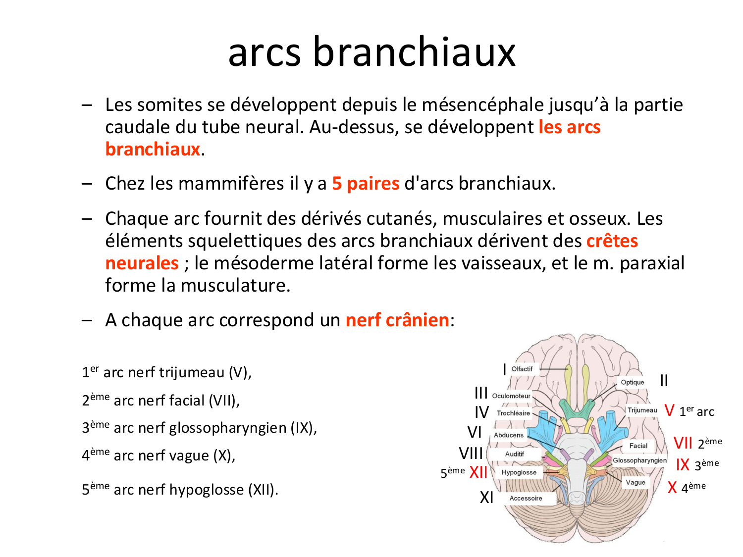 FACE, Arcs branchiaux, Diaphragme Système respiratoire 2026 page 33