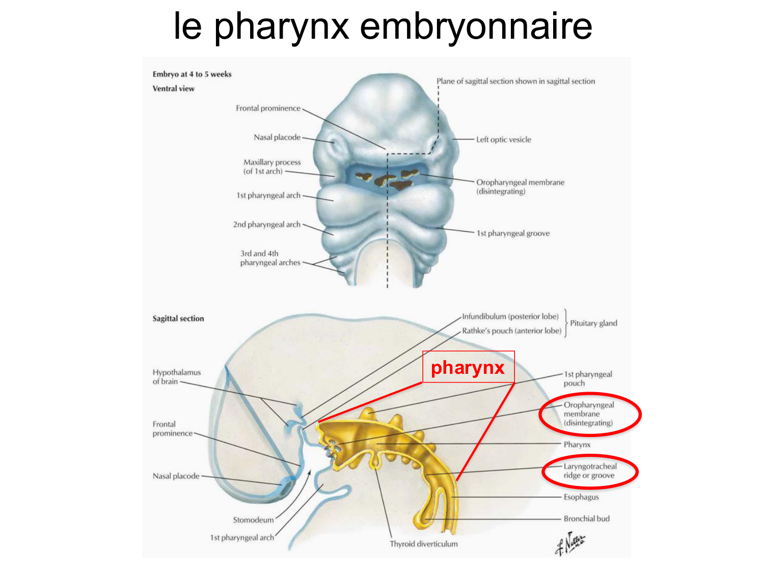 FACE, Arcs branchiaux, Diaphragme Système respiratoire 2026 page 35