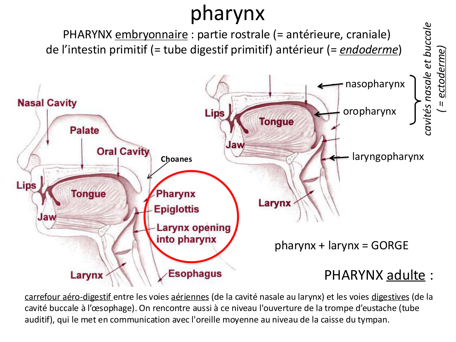 FACE, Arcs branchiaux, Diaphragme Système respiratoire 2026 page 36