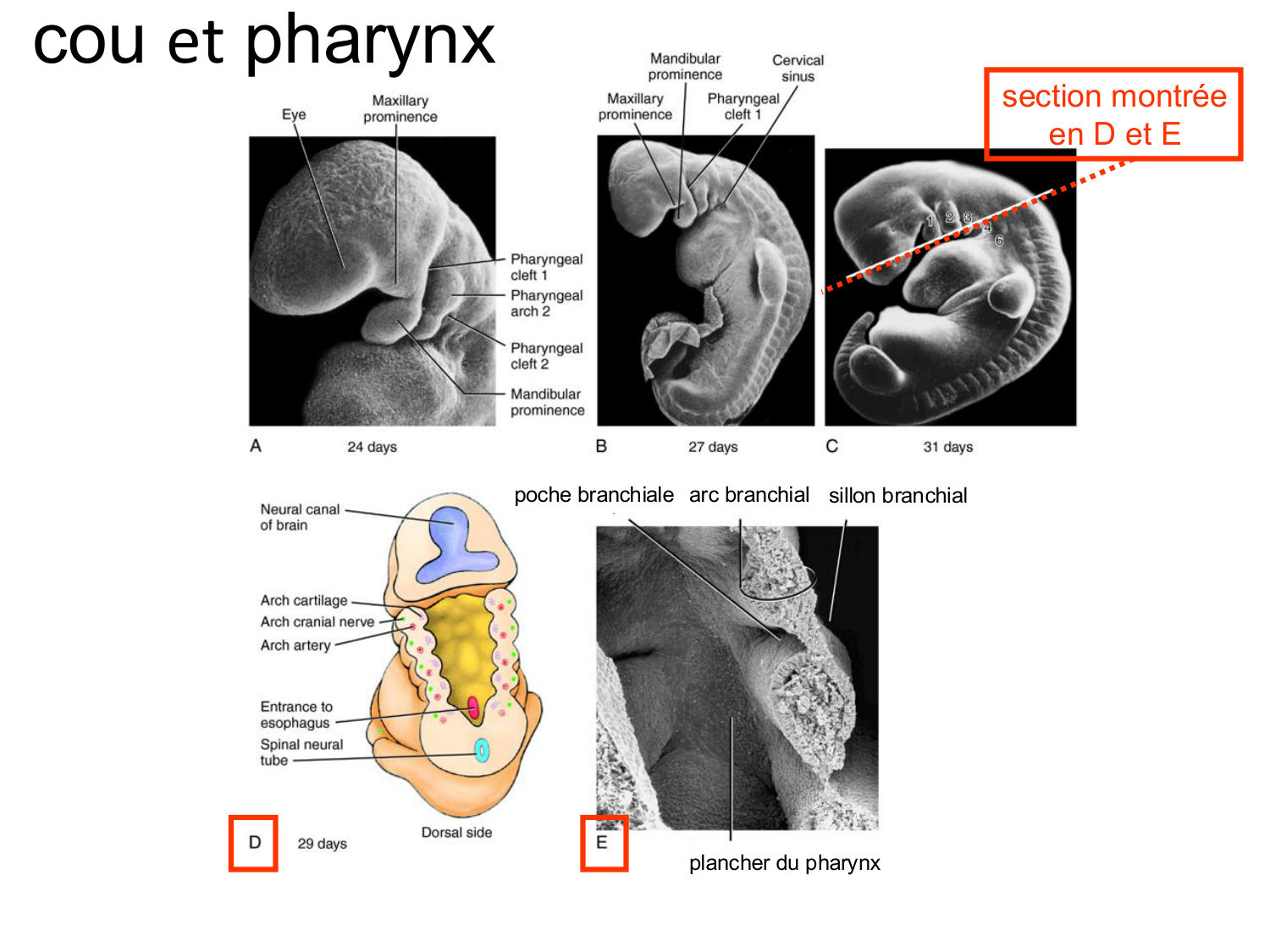 FACE, Arcs branchiaux, Diaphragme Système respiratoire 2026 page 37