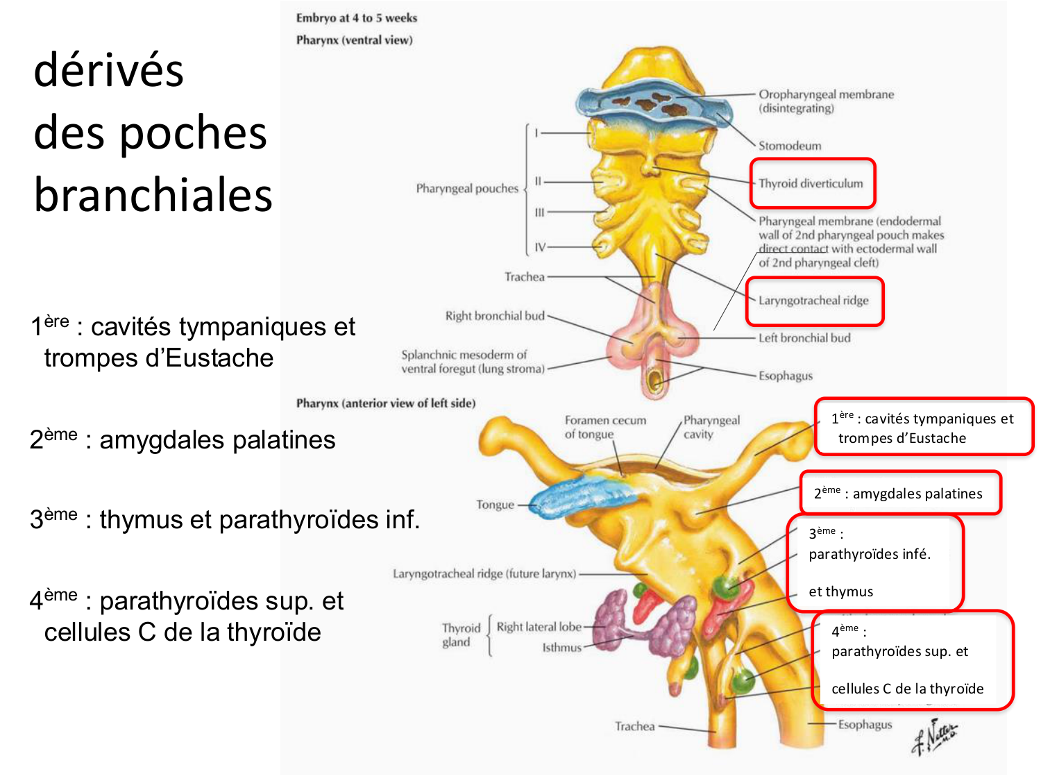 FACE, Arcs branchiaux, Diaphragme Système respiratoire 2026 page 40