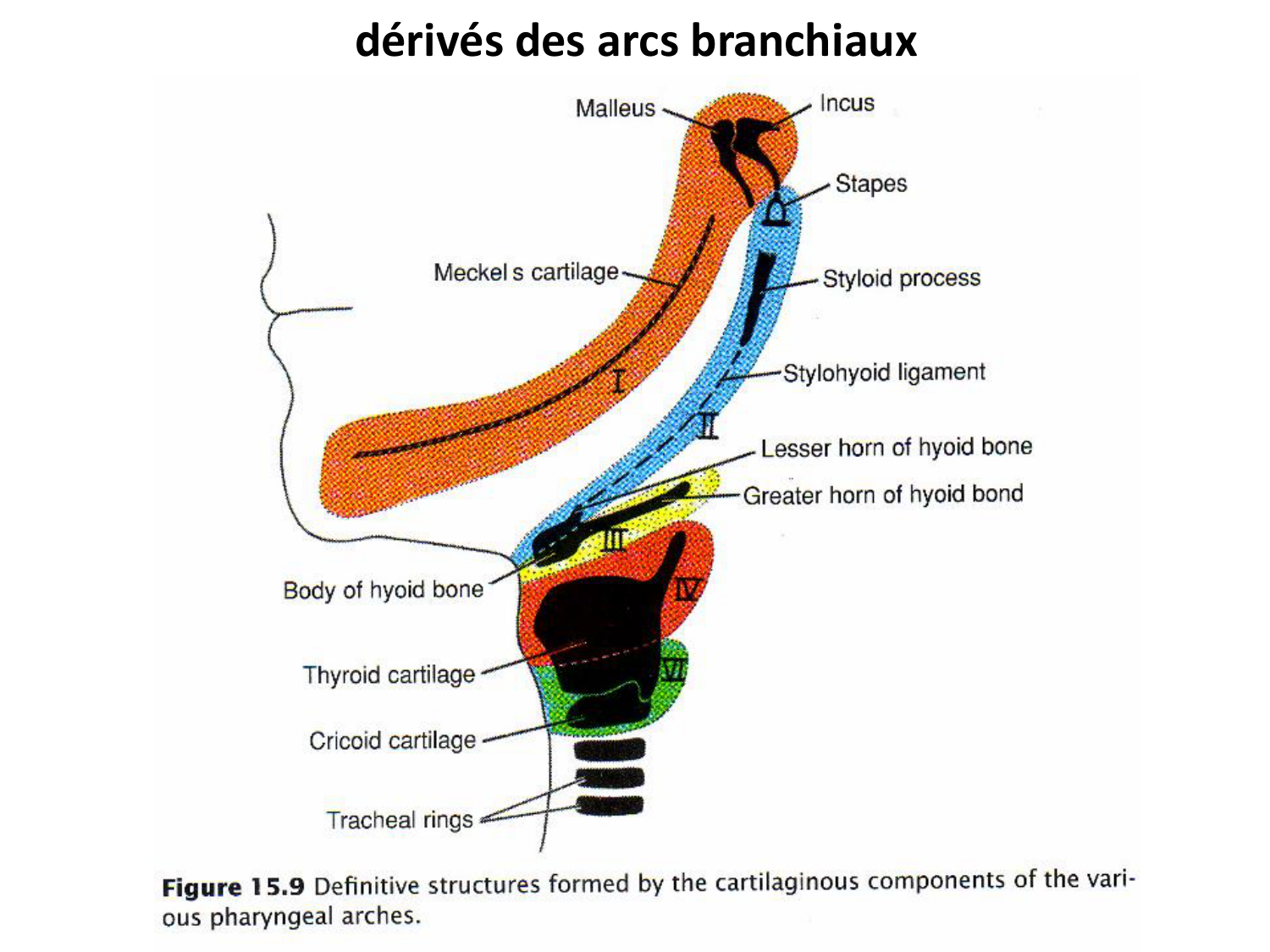 FACE, Arcs branchiaux, Diaphragme Système respiratoire 2026 page 43