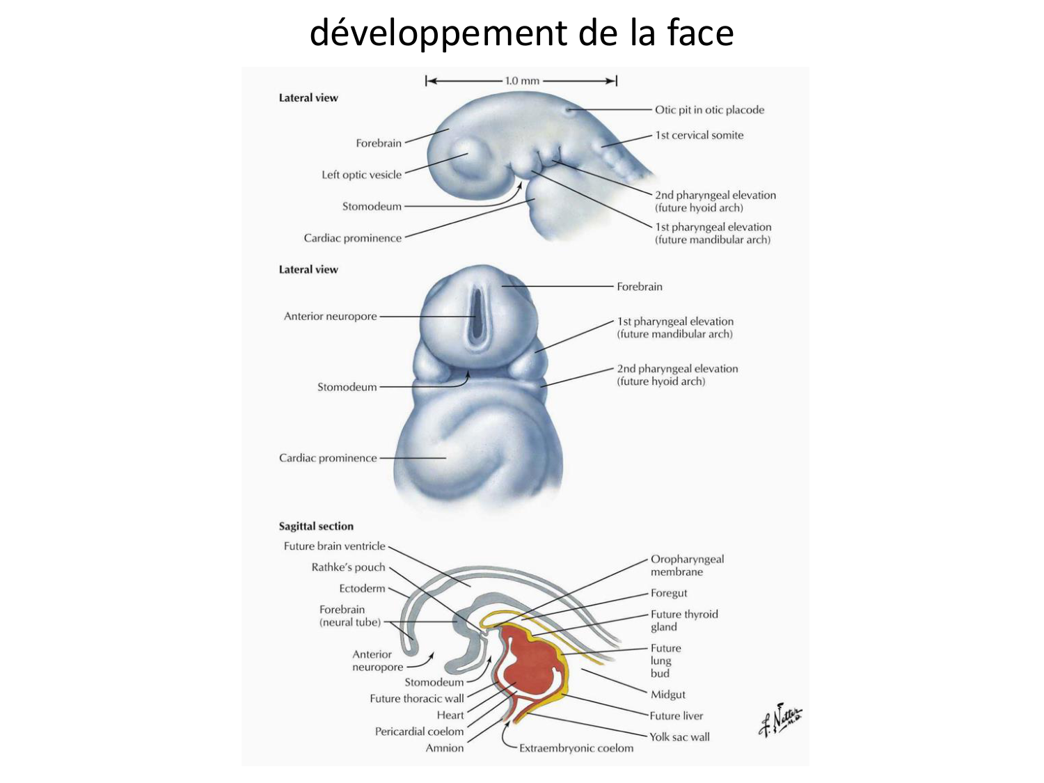 FACE, Arcs branchiaux, Diaphragme Système respiratoire 2026 page 46