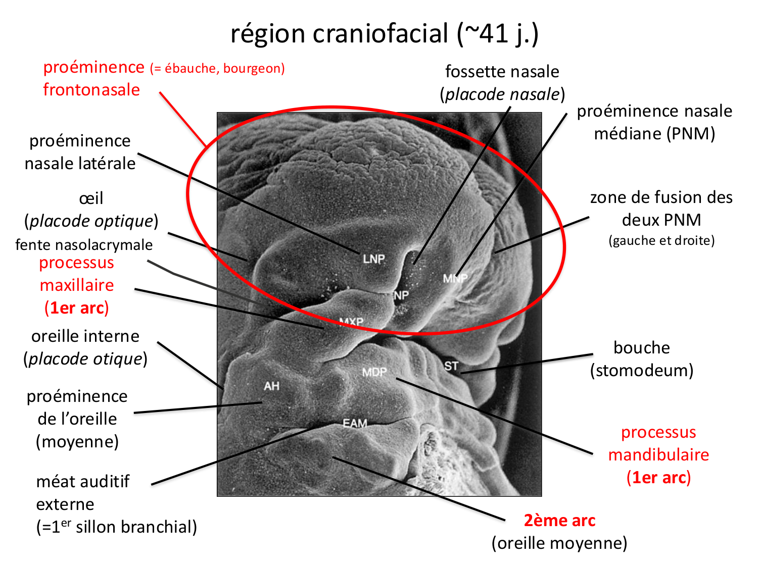 FACE, Arcs branchiaux, Diaphragme Système respiratoire 2026 page 49