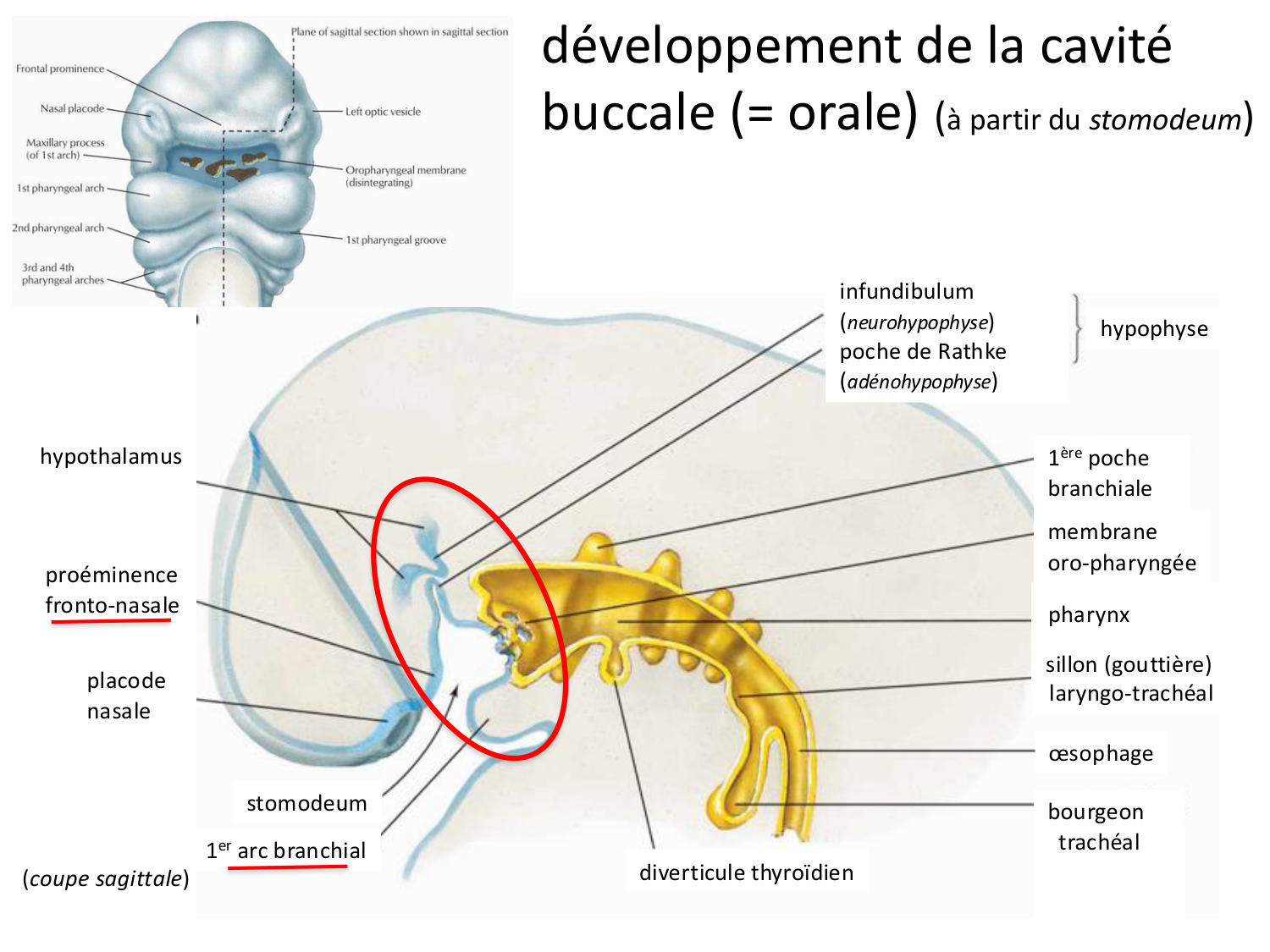 FACE, Arcs branchiaux, Diaphragme Système respiratoire 2026 page 54