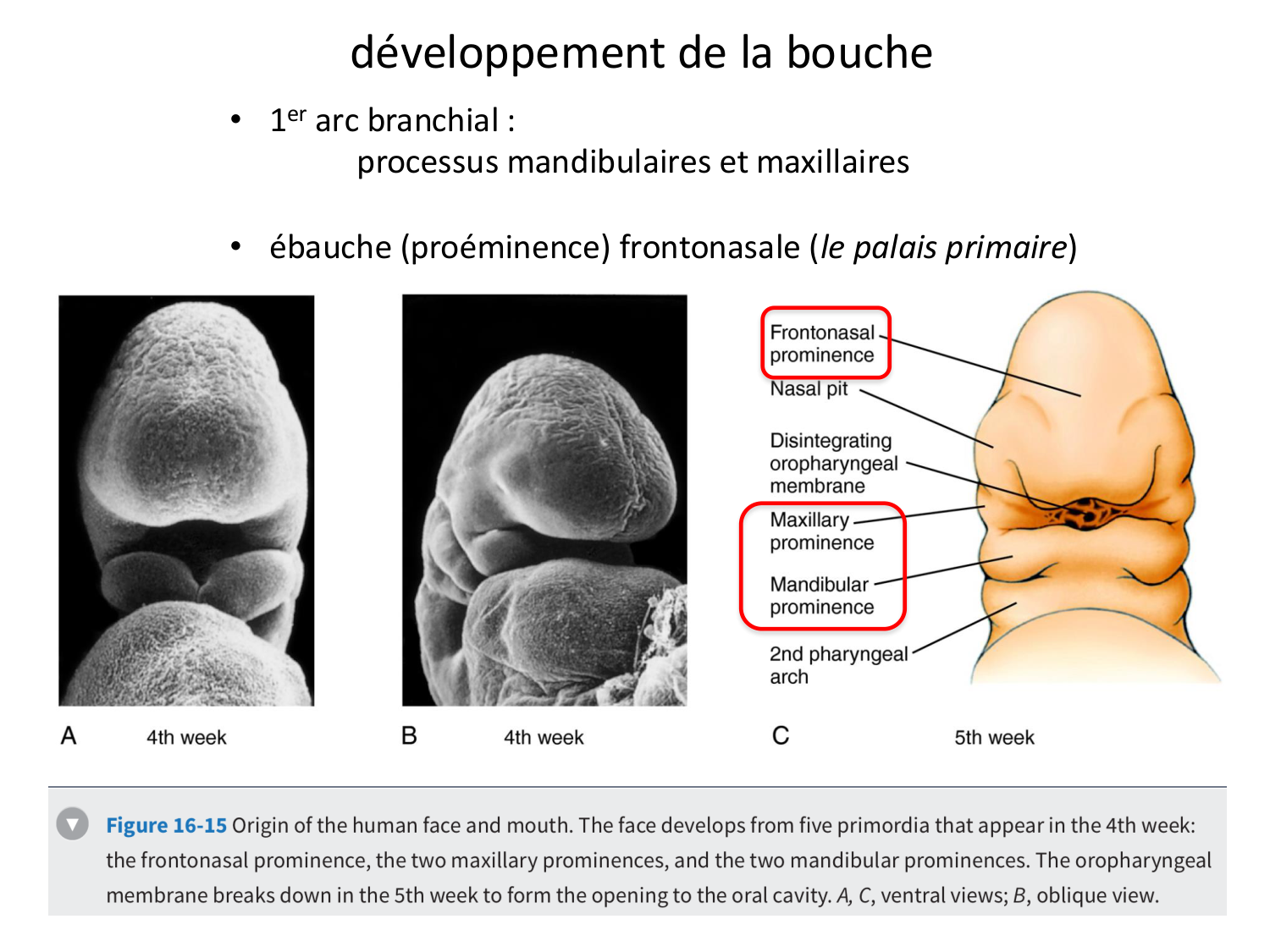 FACE, Arcs branchiaux, Diaphragme Système respiratoire 2026 page 55