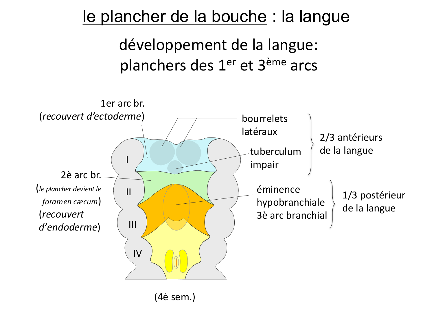 FACE, Arcs branchiaux, Diaphragme Système respiratoire 2026 page 58