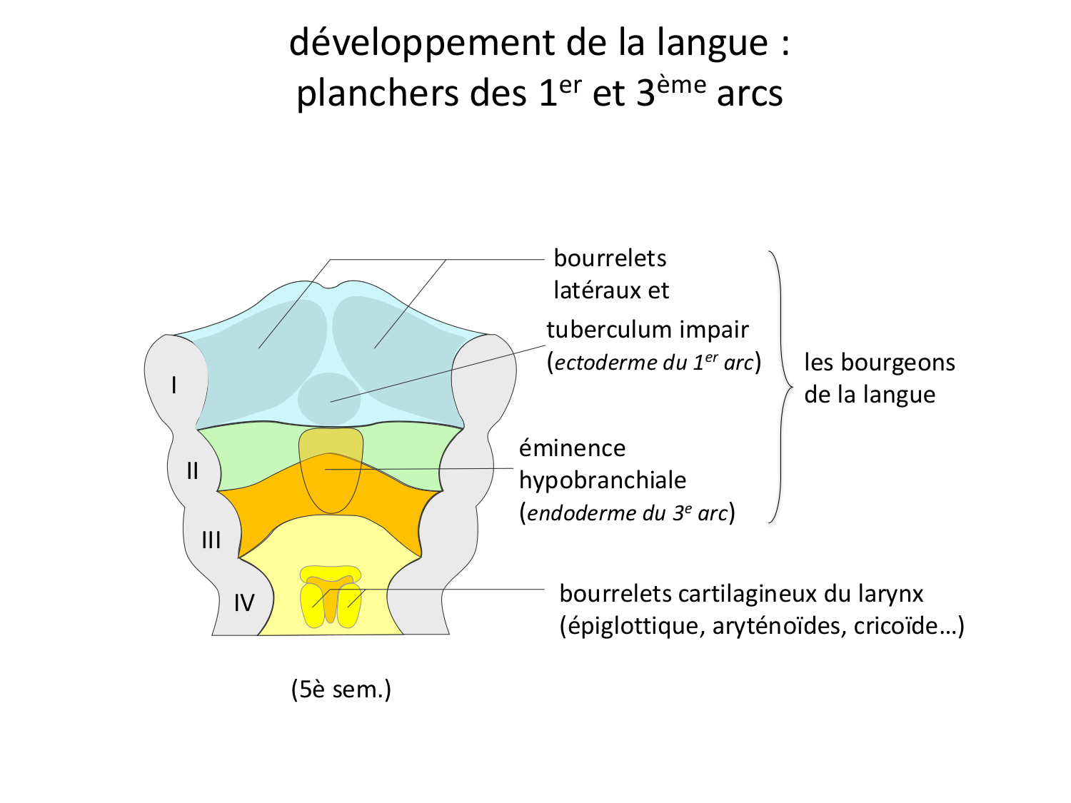 FACE, Arcs branchiaux, Diaphragme Système respiratoire 2026 page 59
