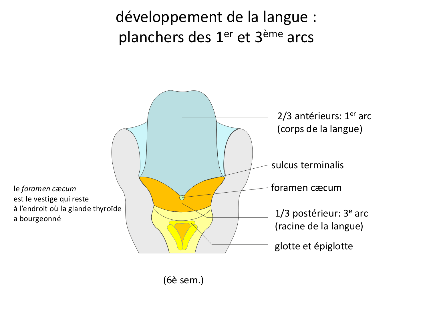FACE, Arcs branchiaux, Diaphragme Système respiratoire 2026 page 60