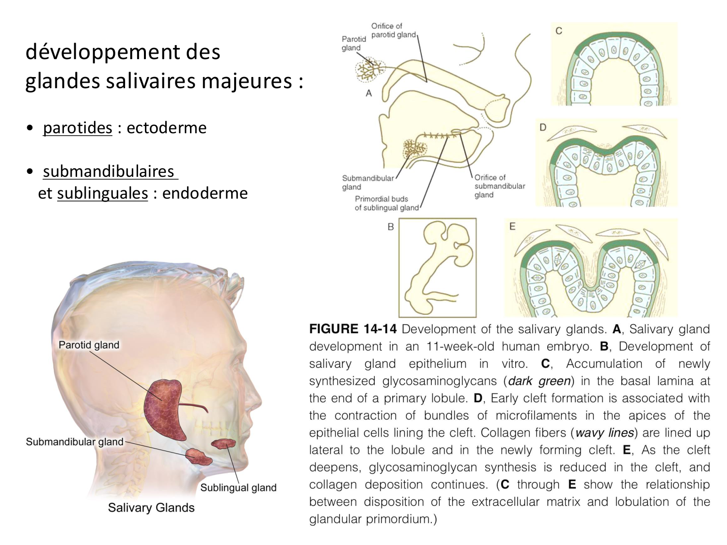 FACE, Arcs branchiaux, Diaphragme Système respiratoire 2026 page 61