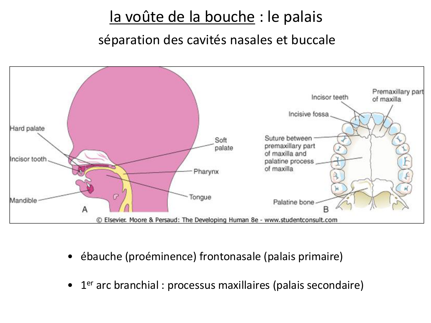 FACE, Arcs branchiaux, Diaphragme Système respiratoire 2026 page 62