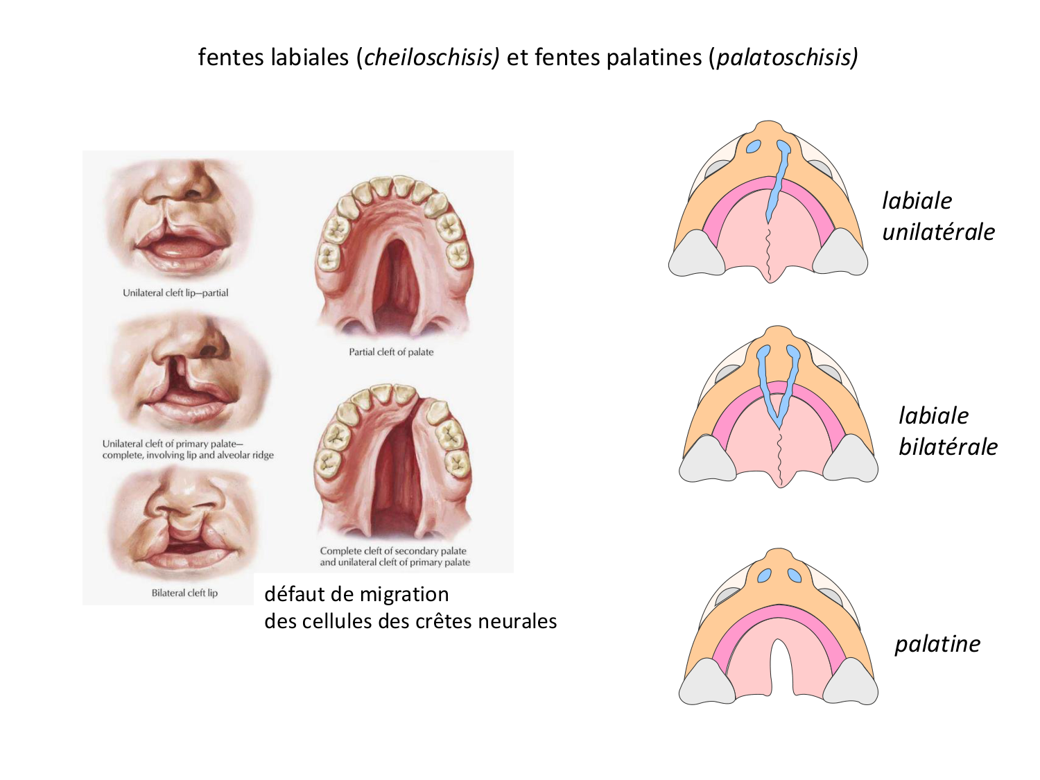 FACE, Arcs branchiaux, Diaphragme Système respiratoire 2026 page 67