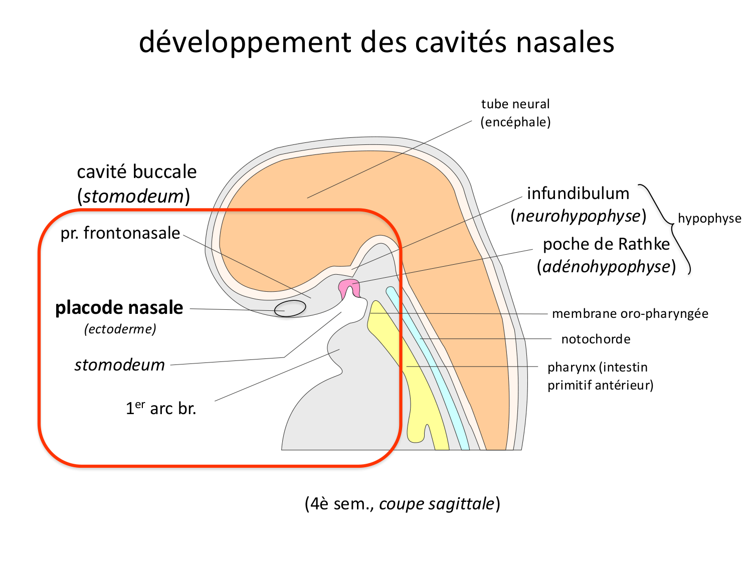FACE, Arcs branchiaux, Diaphragme Système respiratoire 2026 page 68