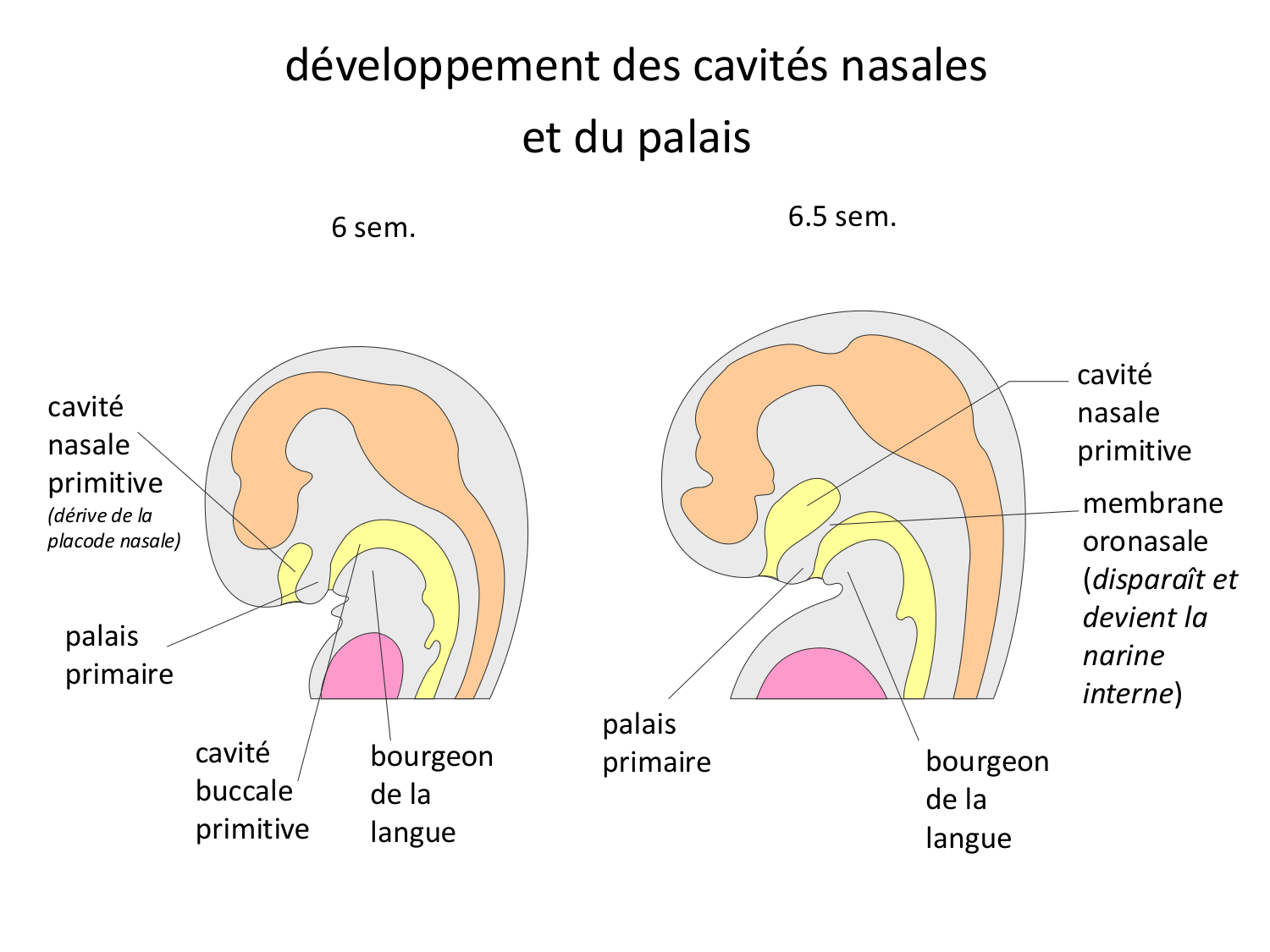 FACE, Arcs branchiaux, Diaphragme Système respiratoire 2026 page 69