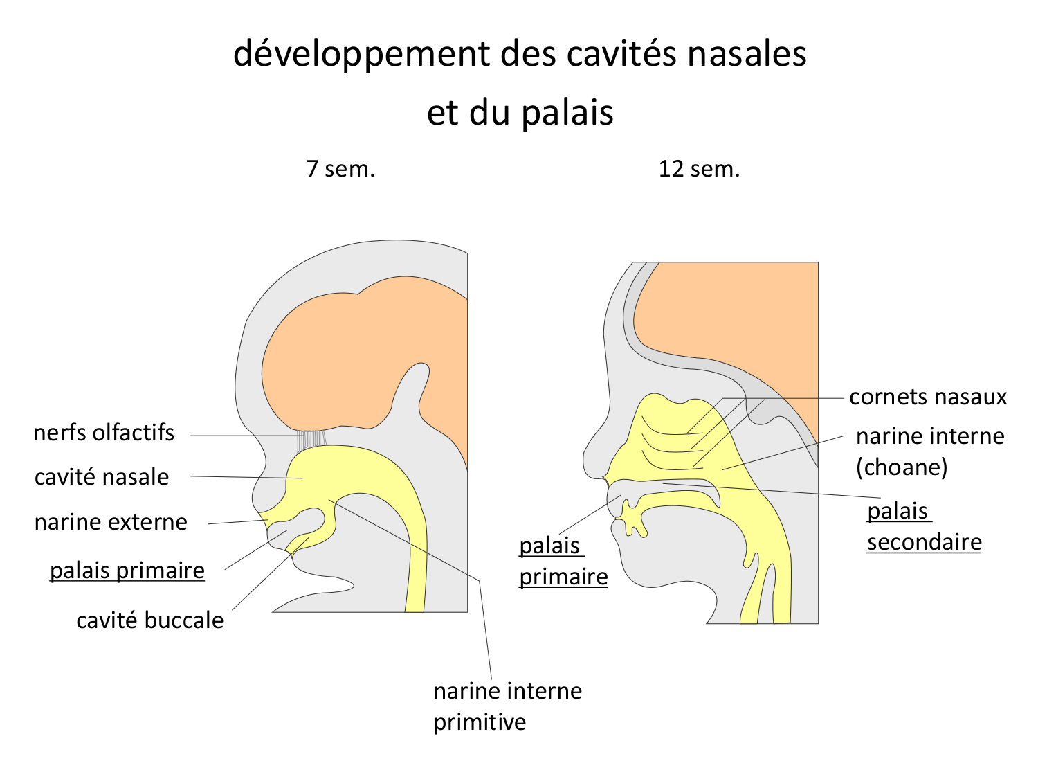 FACE, Arcs branchiaux, Diaphragme Système respiratoire 2026 page 70