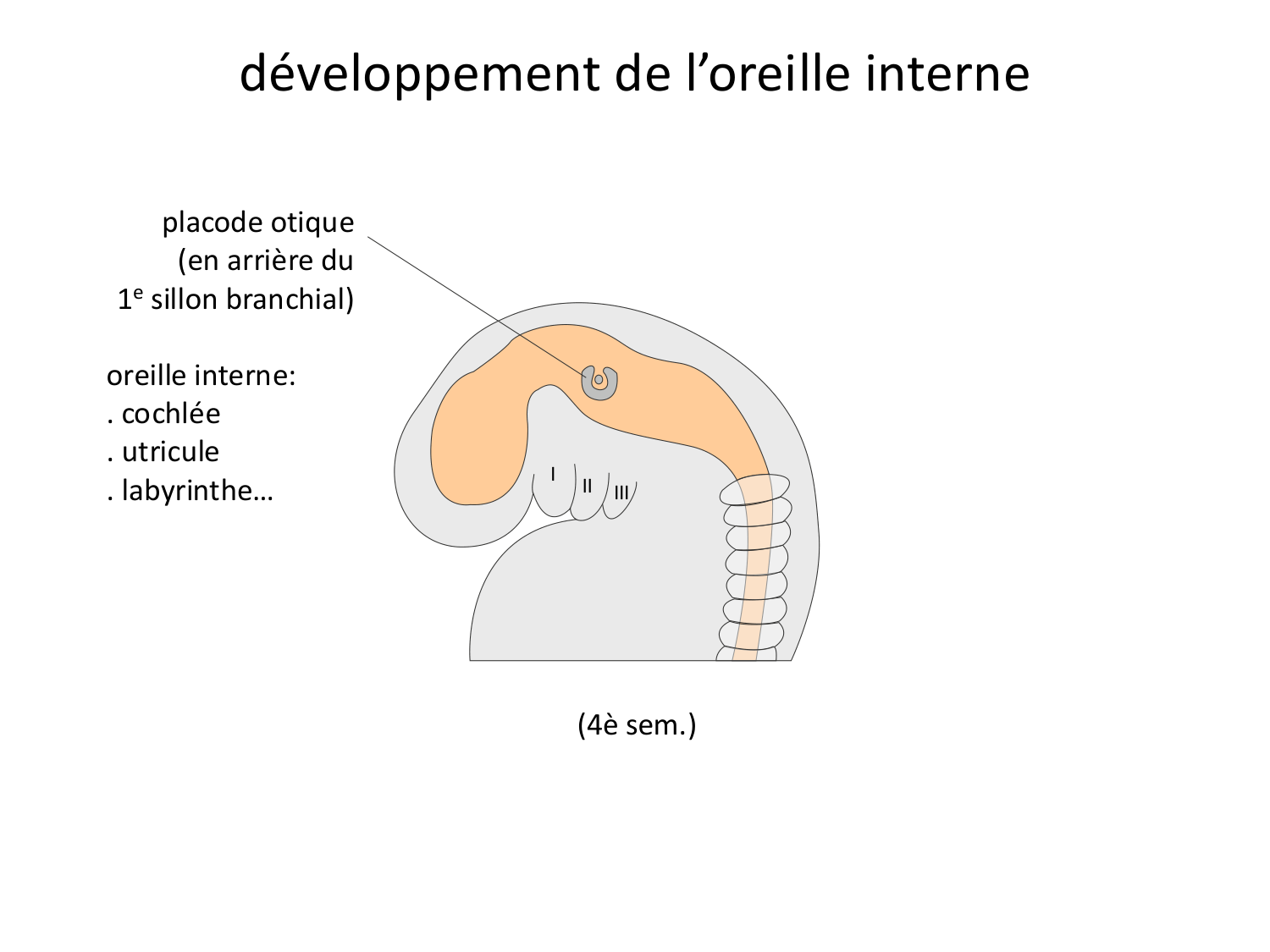 FACE, Arcs branchiaux, Diaphragme Système respiratoire 2026 page 71