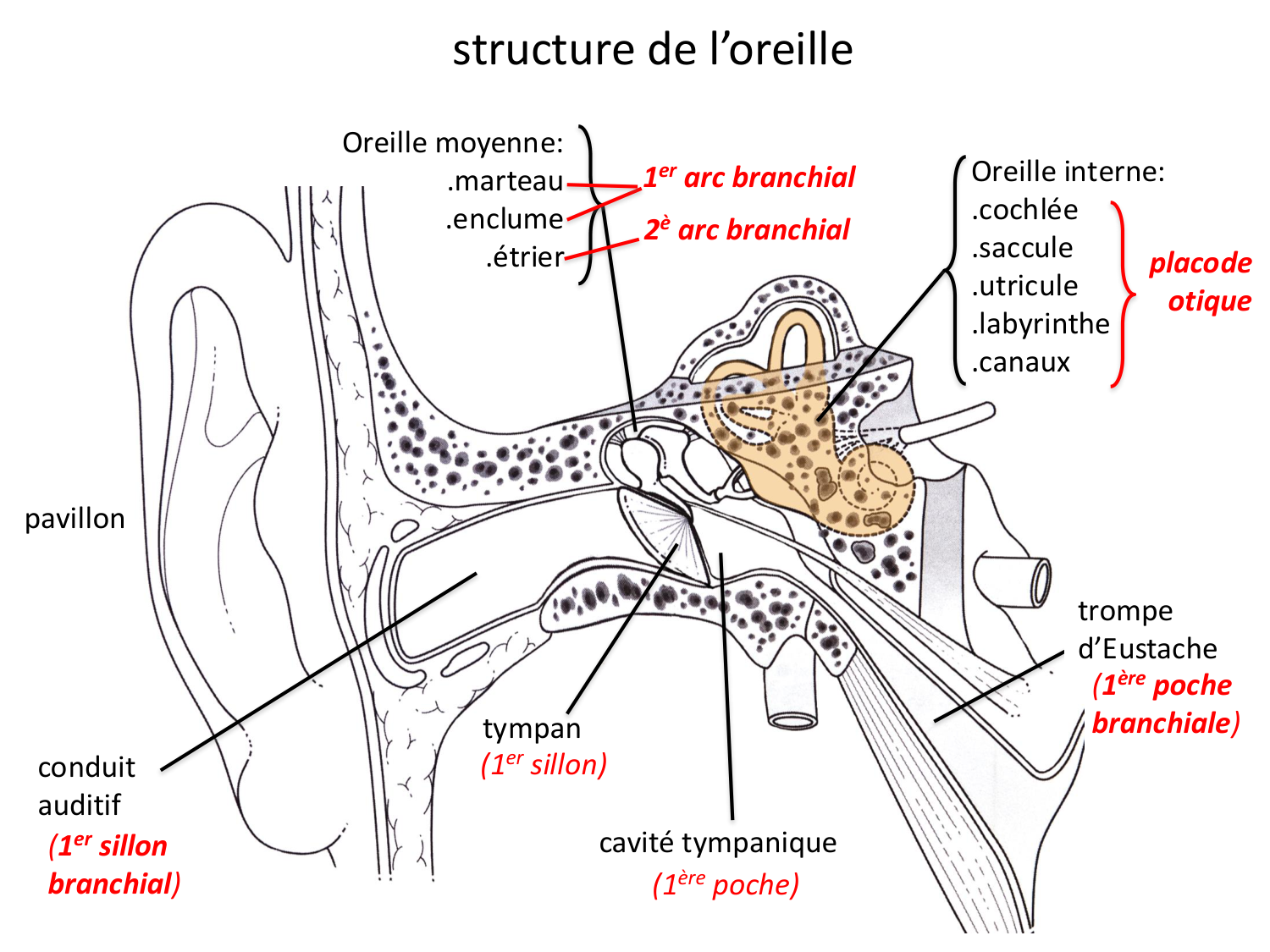 FACE, Arcs branchiaux, Diaphragme Système respiratoire 2026 page 72
