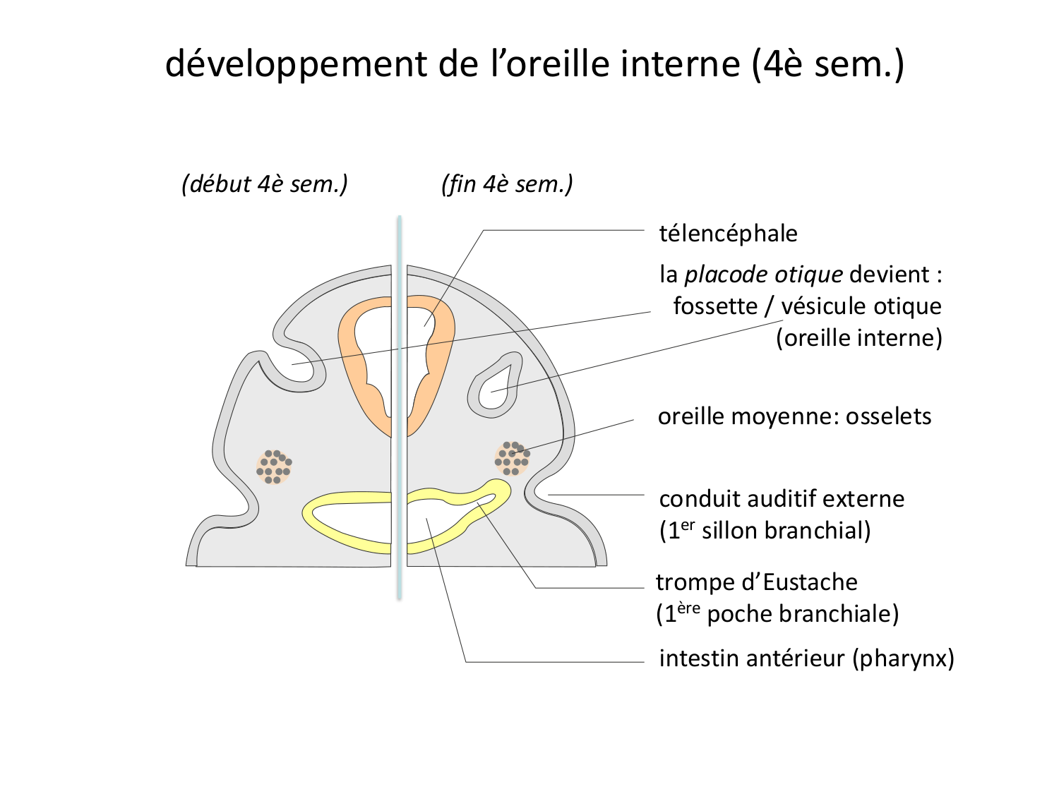 FACE, Arcs branchiaux, Diaphragme Système respiratoire 2026 page 73