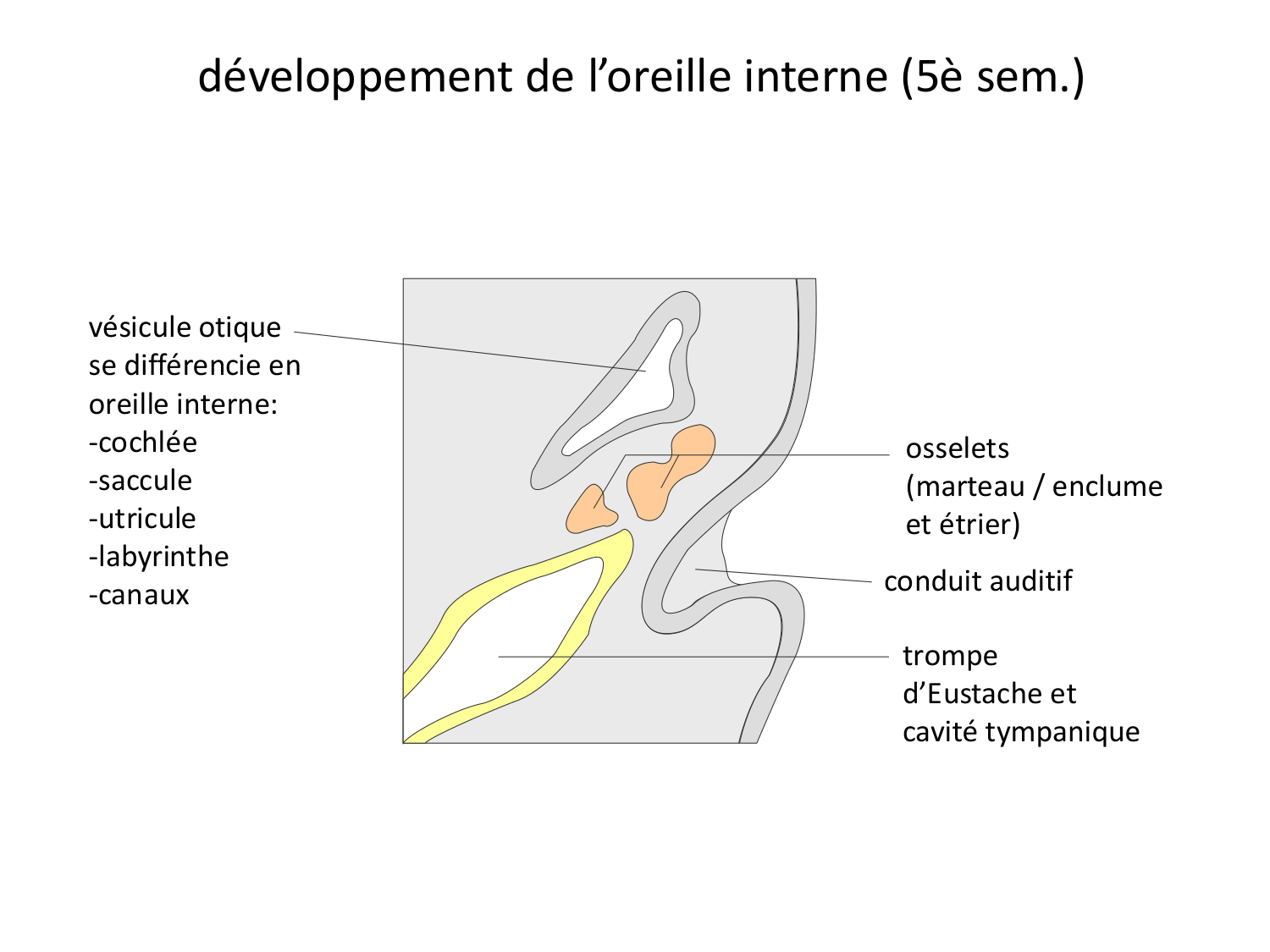 FACE, Arcs branchiaux, Diaphragme Système respiratoire 2026 page 74