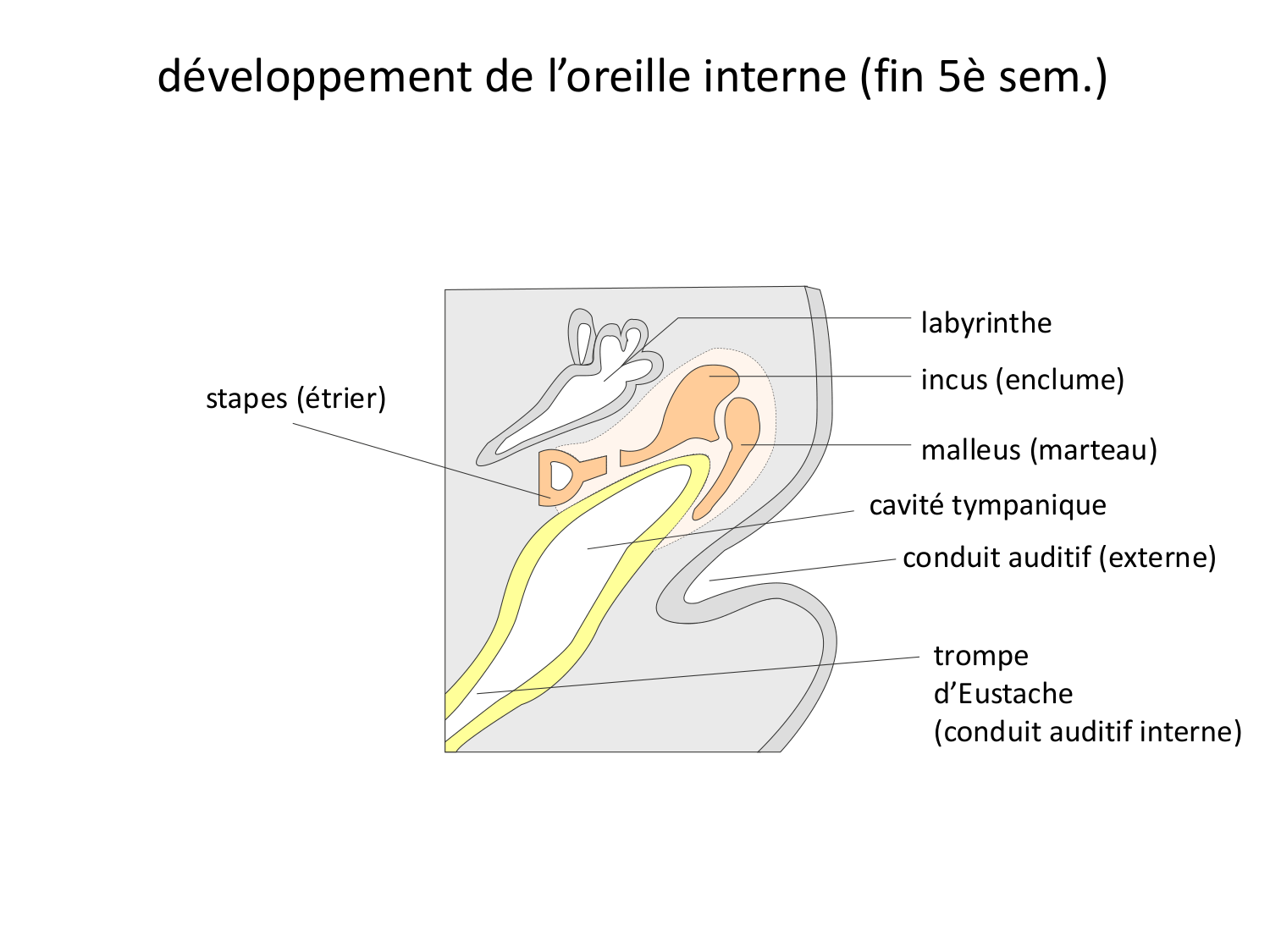FACE, Arcs branchiaux, Diaphragme Système respiratoire 2026 page 75