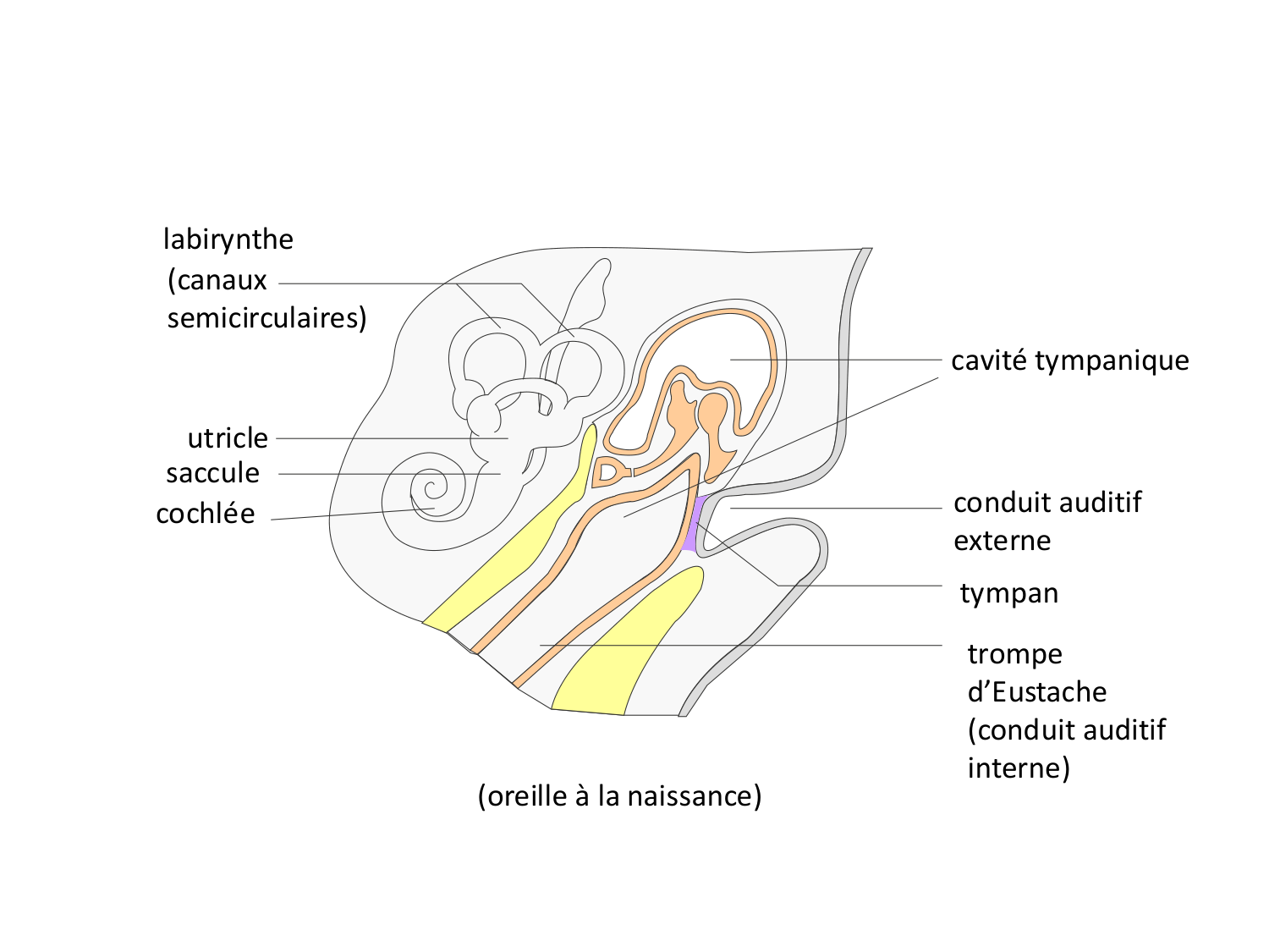 FACE, Arcs branchiaux, Diaphragme Système respiratoire 2026 page 76