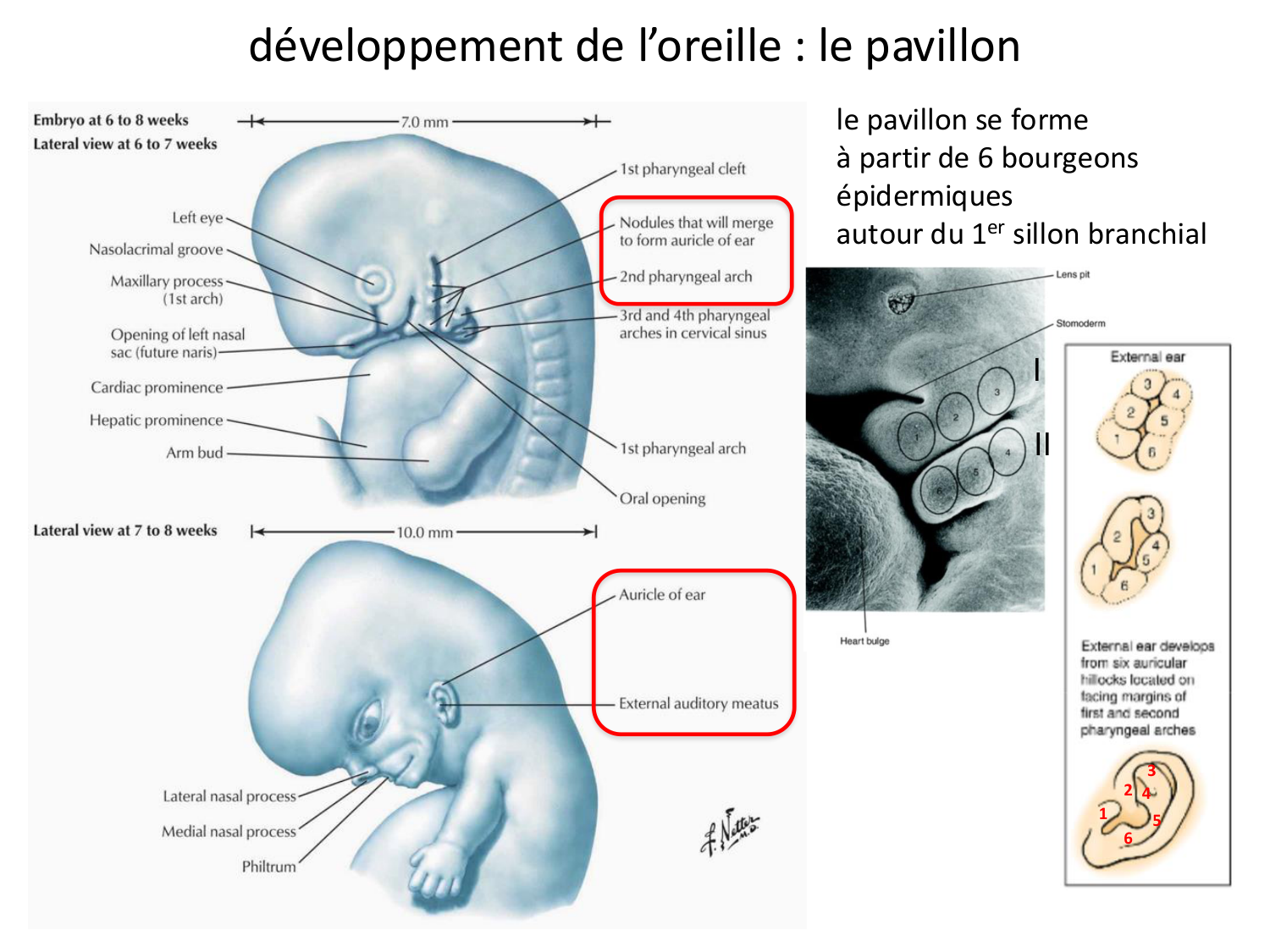 FACE, Arcs branchiaux, Diaphragme Système respiratoire 2026 page 77