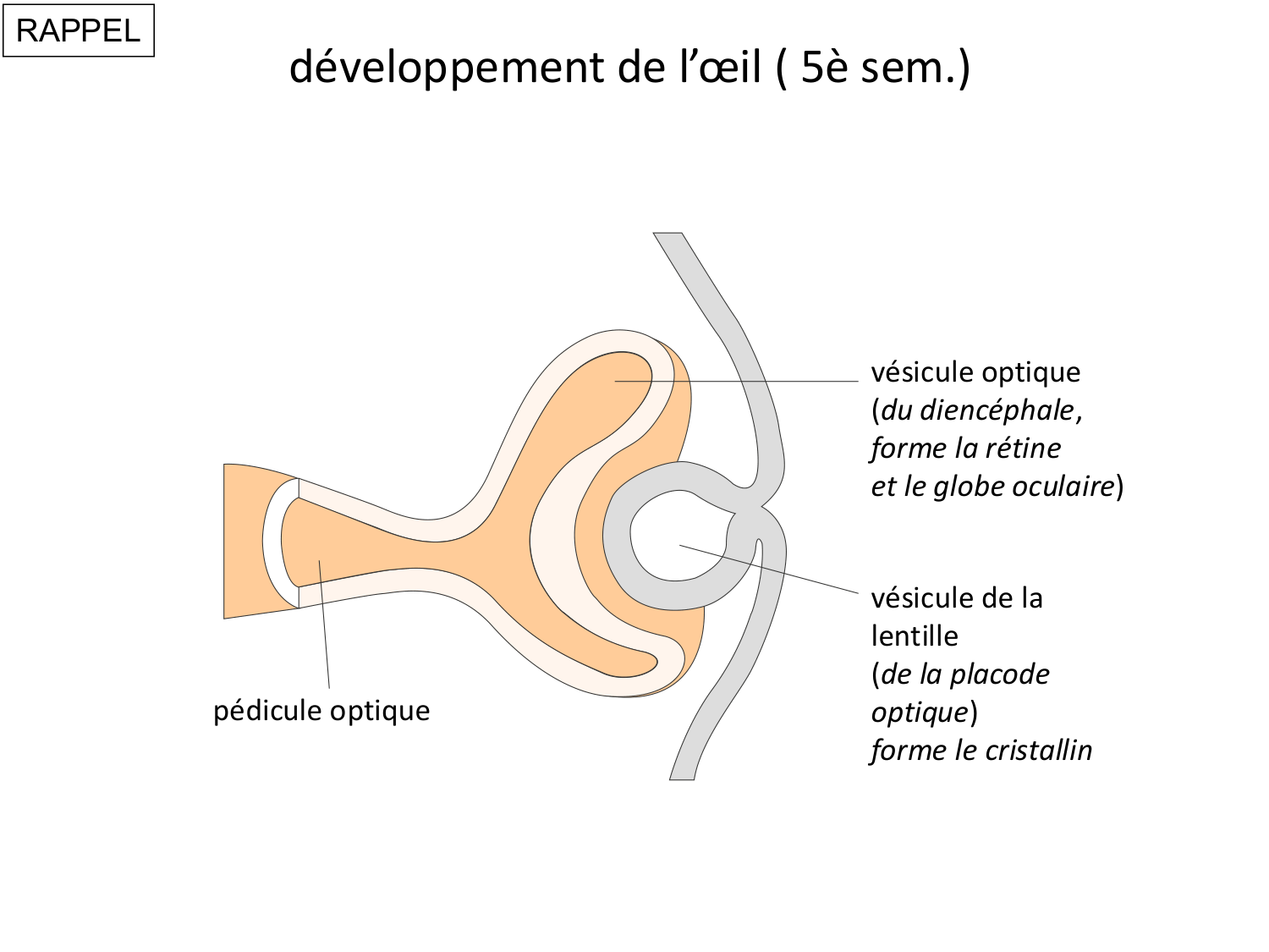 FACE, Arcs branchiaux, Diaphragme Système respiratoire 2026 page 78