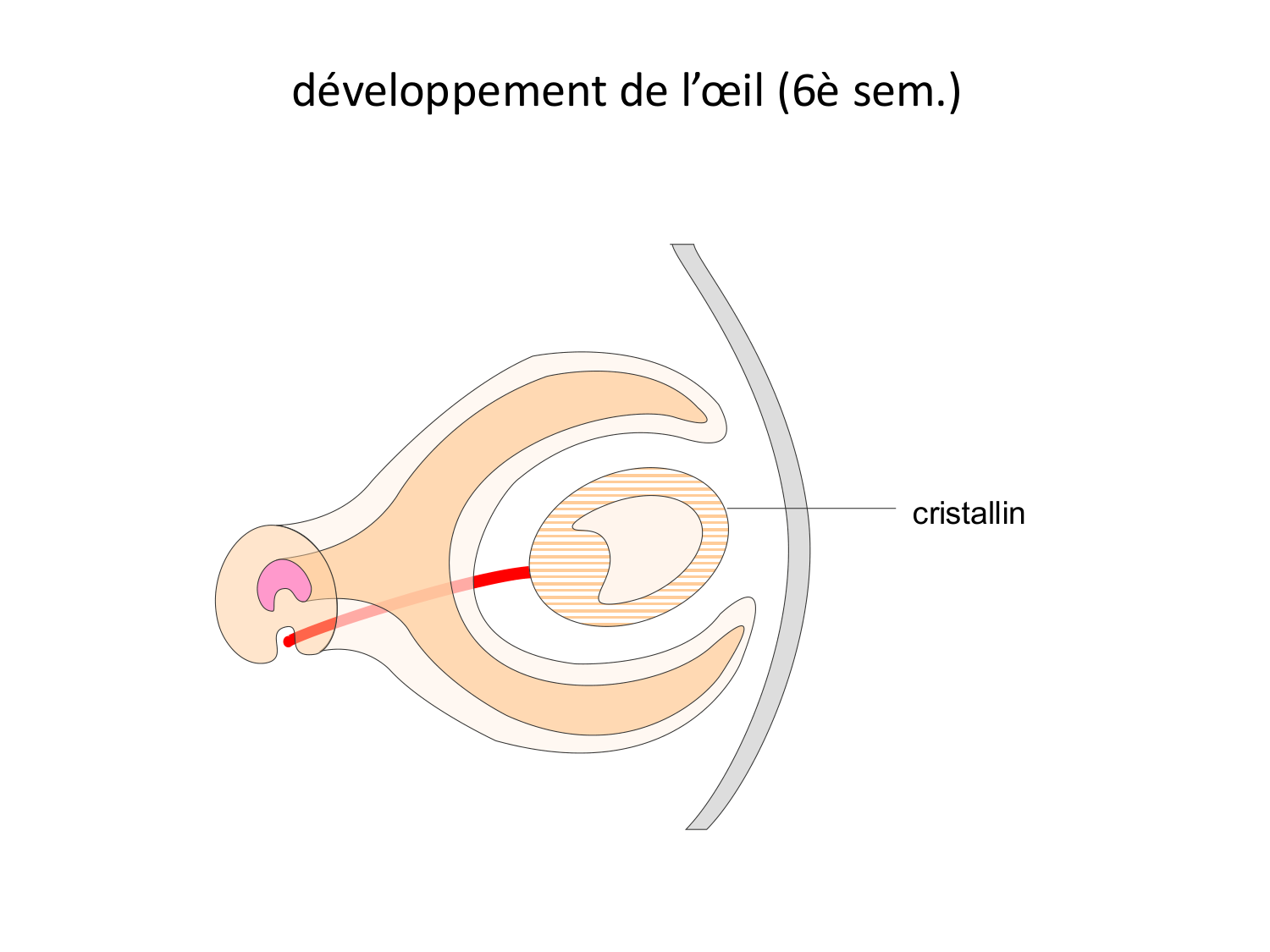 FACE, Arcs branchiaux, Diaphragme Système respiratoire 2026 page 79