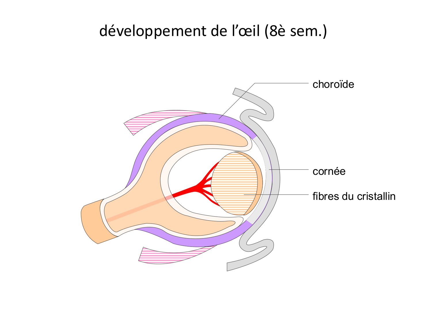 FACE, Arcs branchiaux, Diaphragme Système respiratoire 2026 page 80