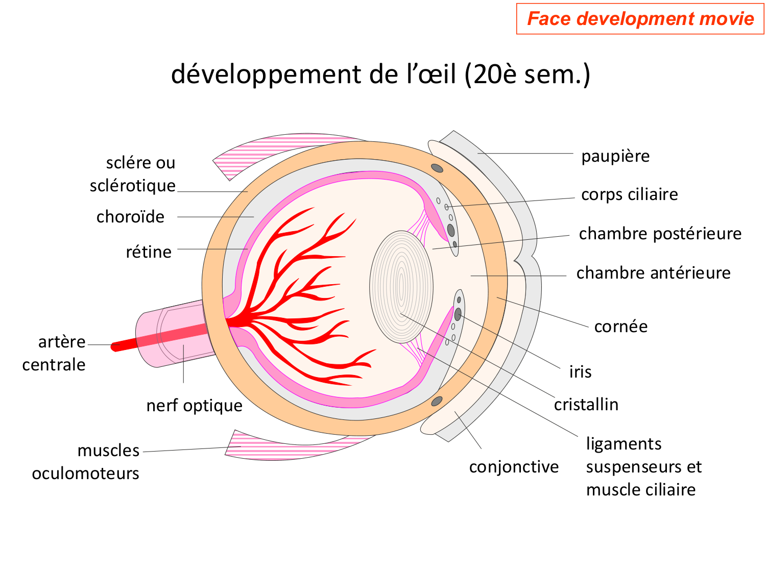 FACE, Arcs branchiaux, Diaphragme Système respiratoire 2026 page 81