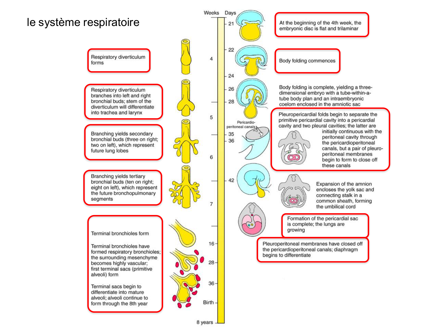 FACE, Arcs branchiaux, Diaphragme Système respiratoire 2026 page 82