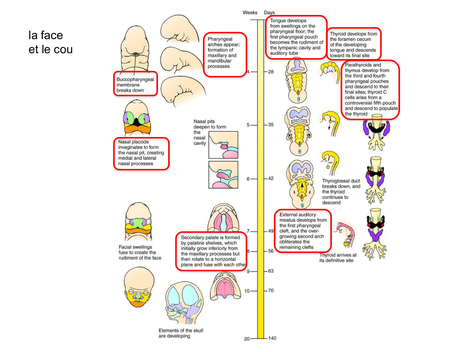 FACE, Arcs branchiaux, Diaphragme Système respiratoire 2026 page 83