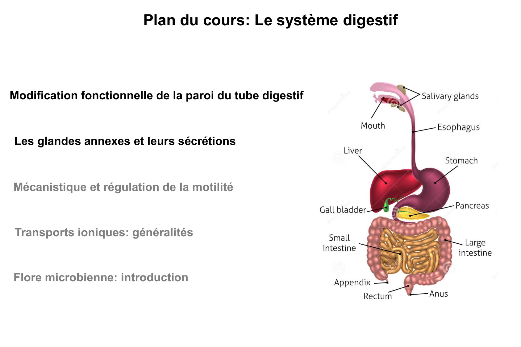 Histophysiologie digestive page 3