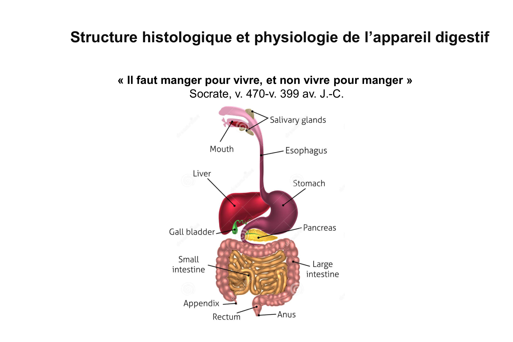 Histophysiologie digestive page 6