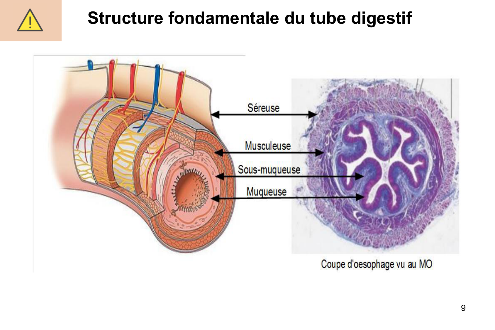 Histophysiologie digestive page 9