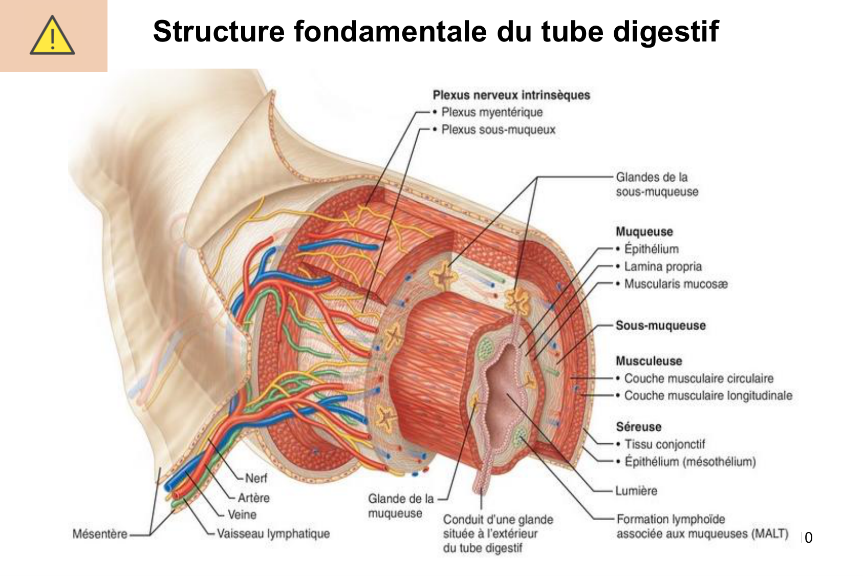Histophysiologie digestive page 10